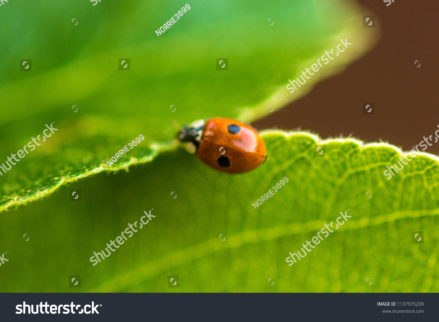 A lonely ladybird seen closeup. #1137975209