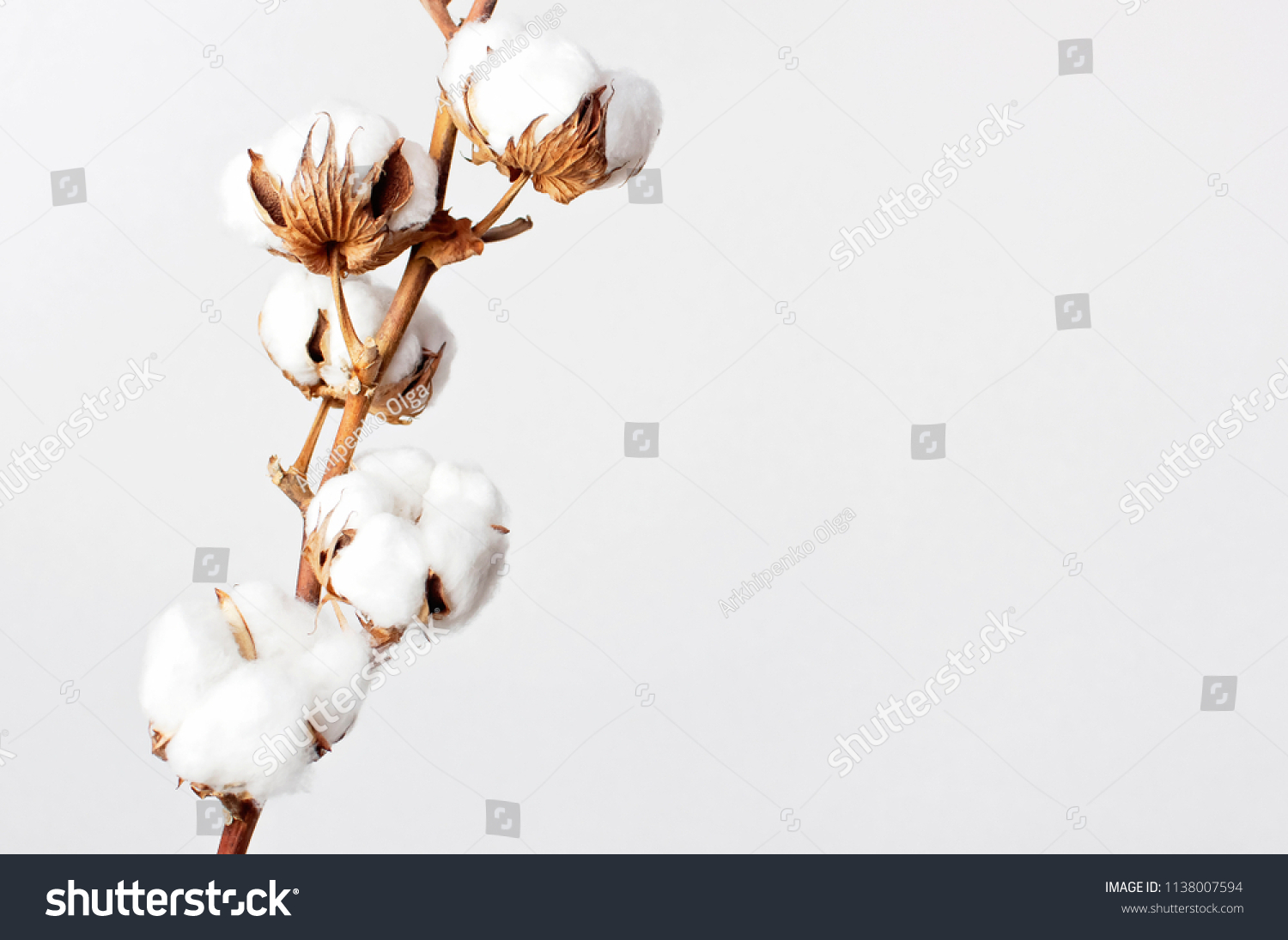 Cotton branch on white background. Delicate white cotton flowers. Light cotton background, flat lay. #1138007594