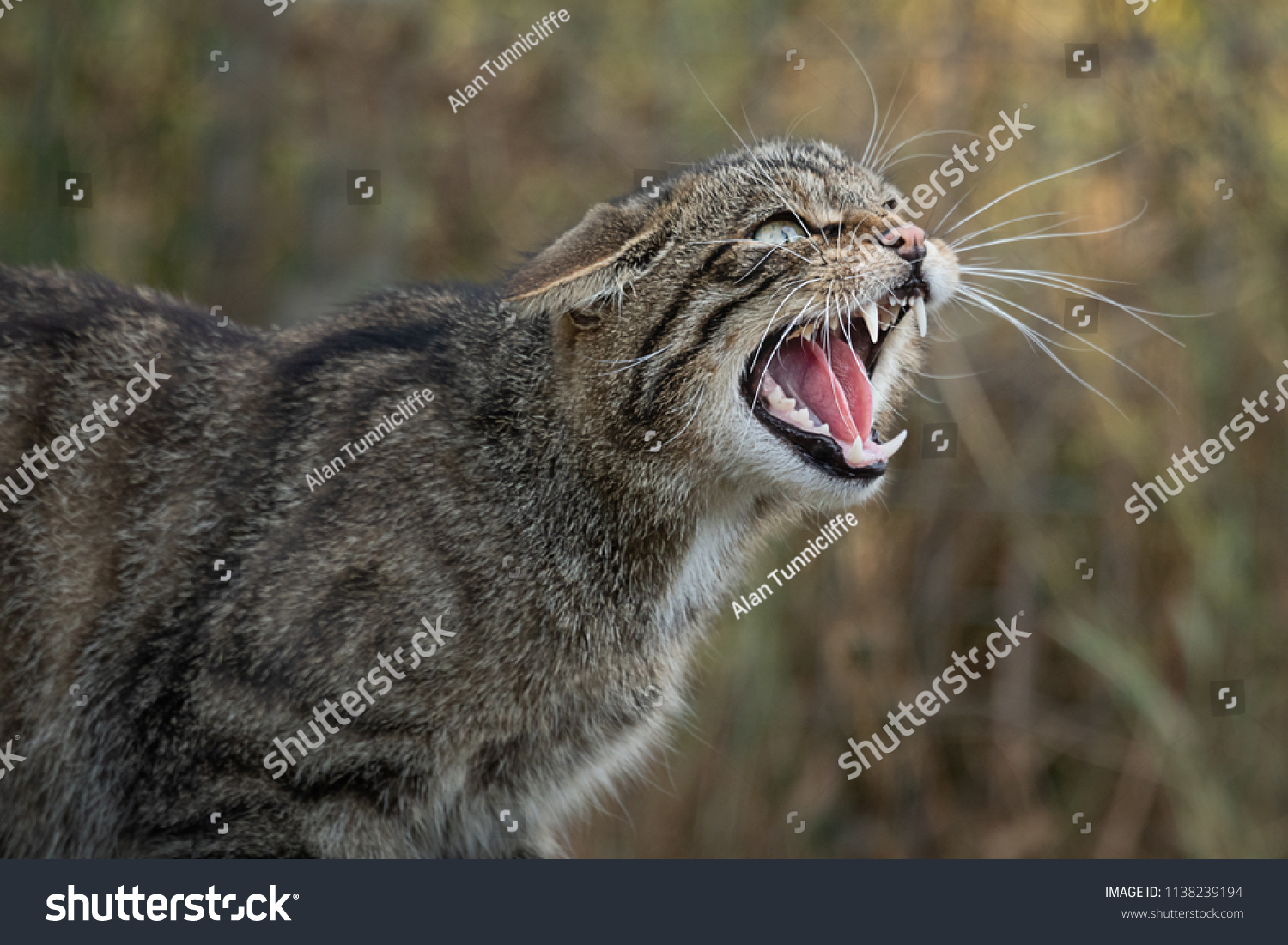 A very close up detailed portrait of a scottish wildcat snarling and showing its teeth facing right #1138239194