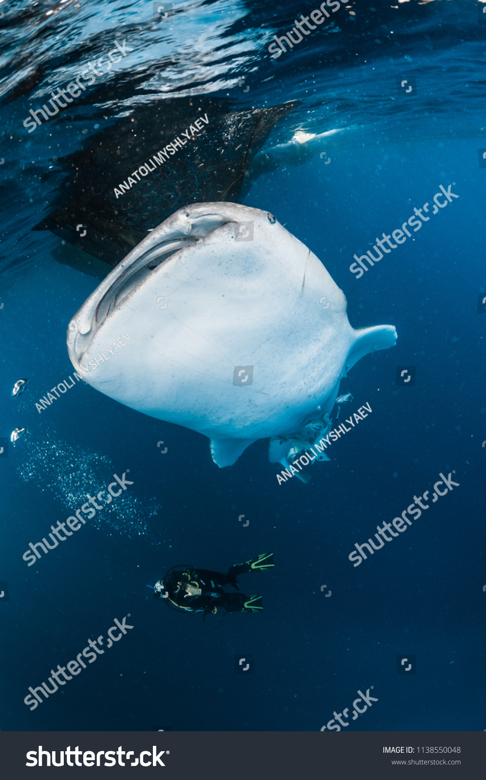 Unseen female diver observing a feeding whaleshark (African and Asian ethnicities - varied) #1138550048