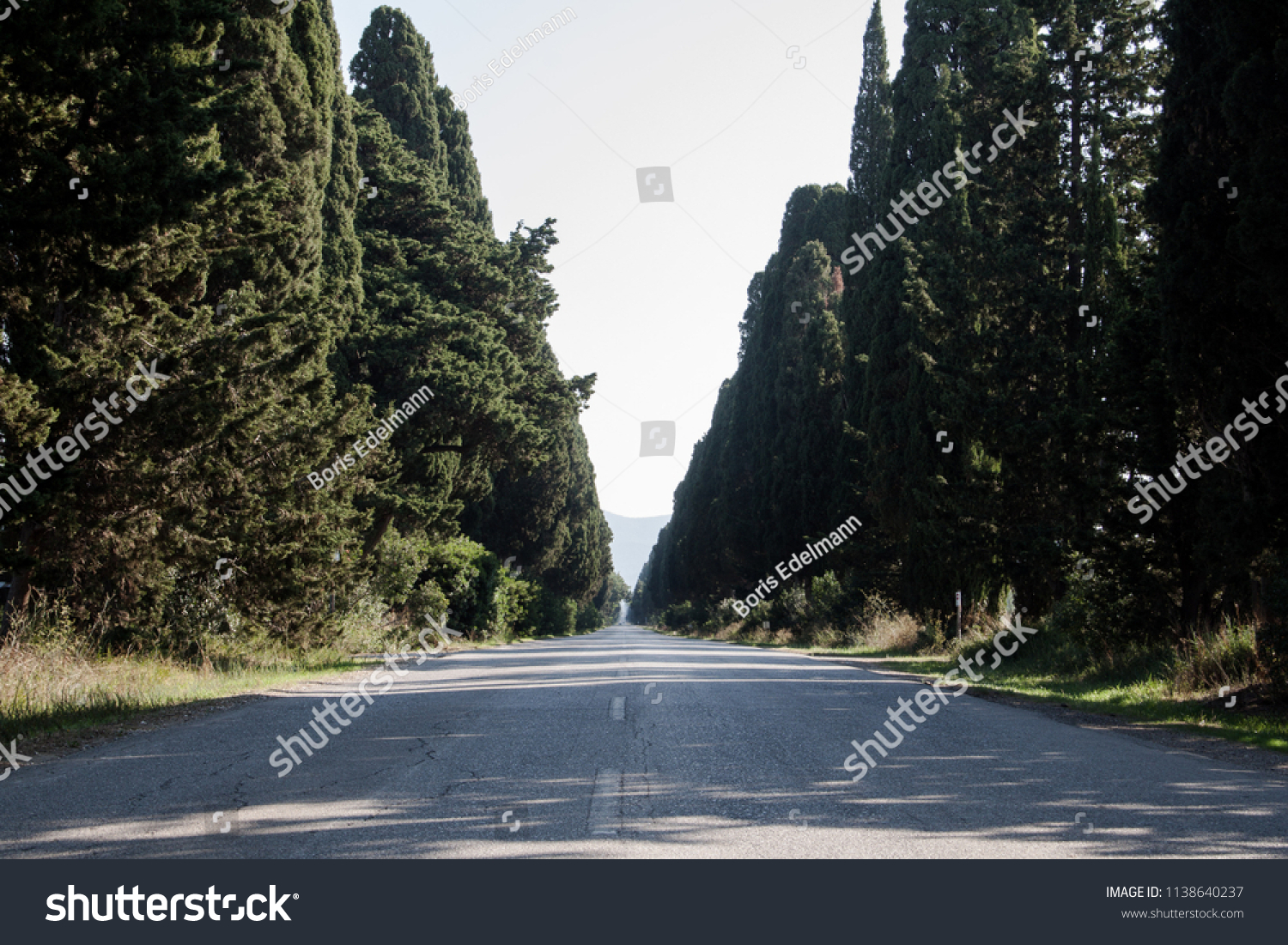 Alley of cypresses in Bolgheri, Tuscany, Italy #1138640237