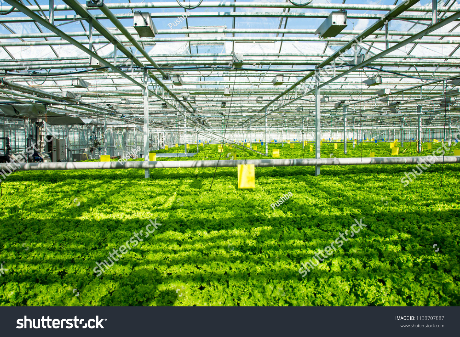 photo of the greenhouse and leaf lettuce growing in it #1138707887