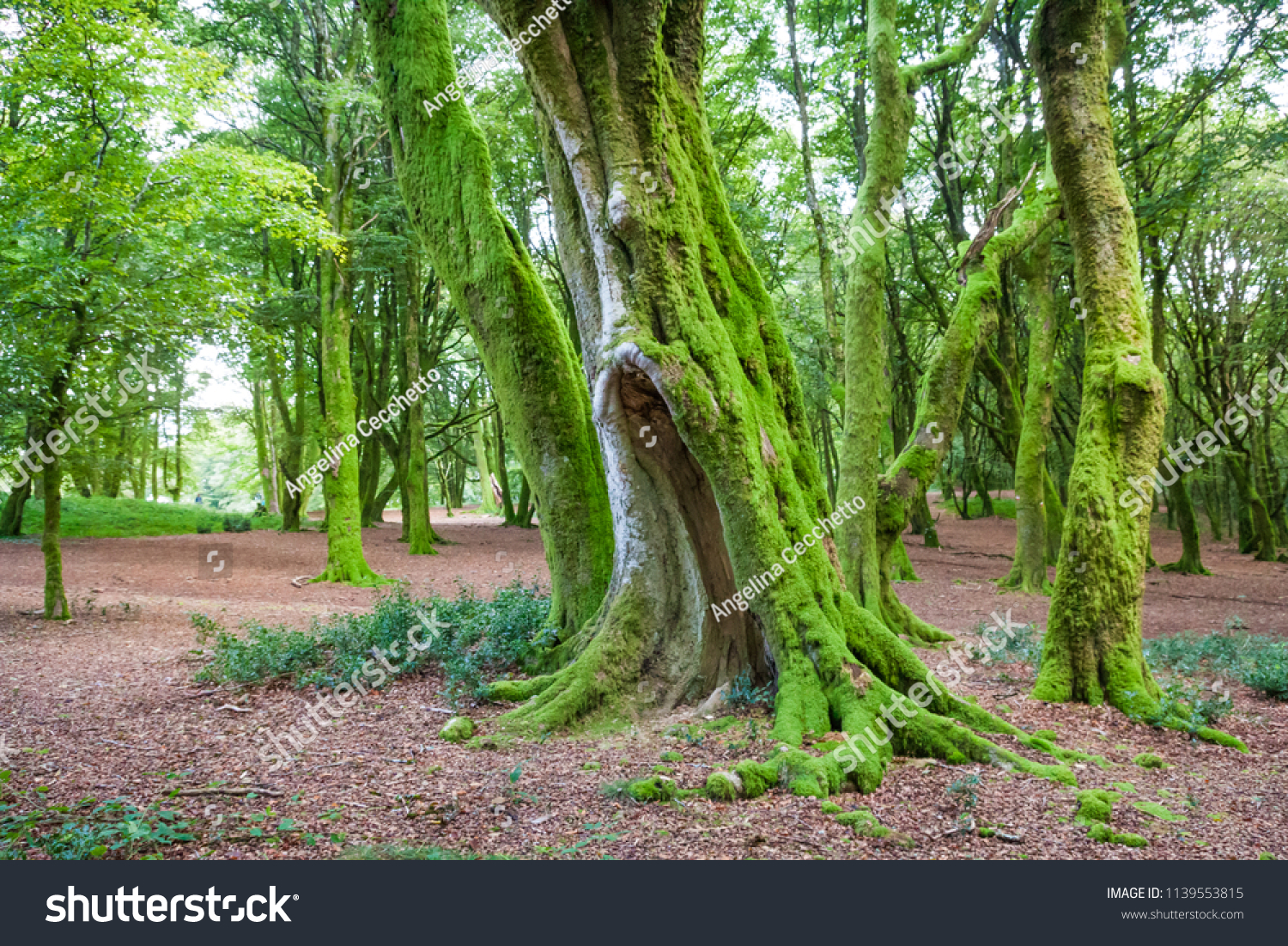 Morvan Regional Natural Parc Forest with Green Moss and Trees #1139553815