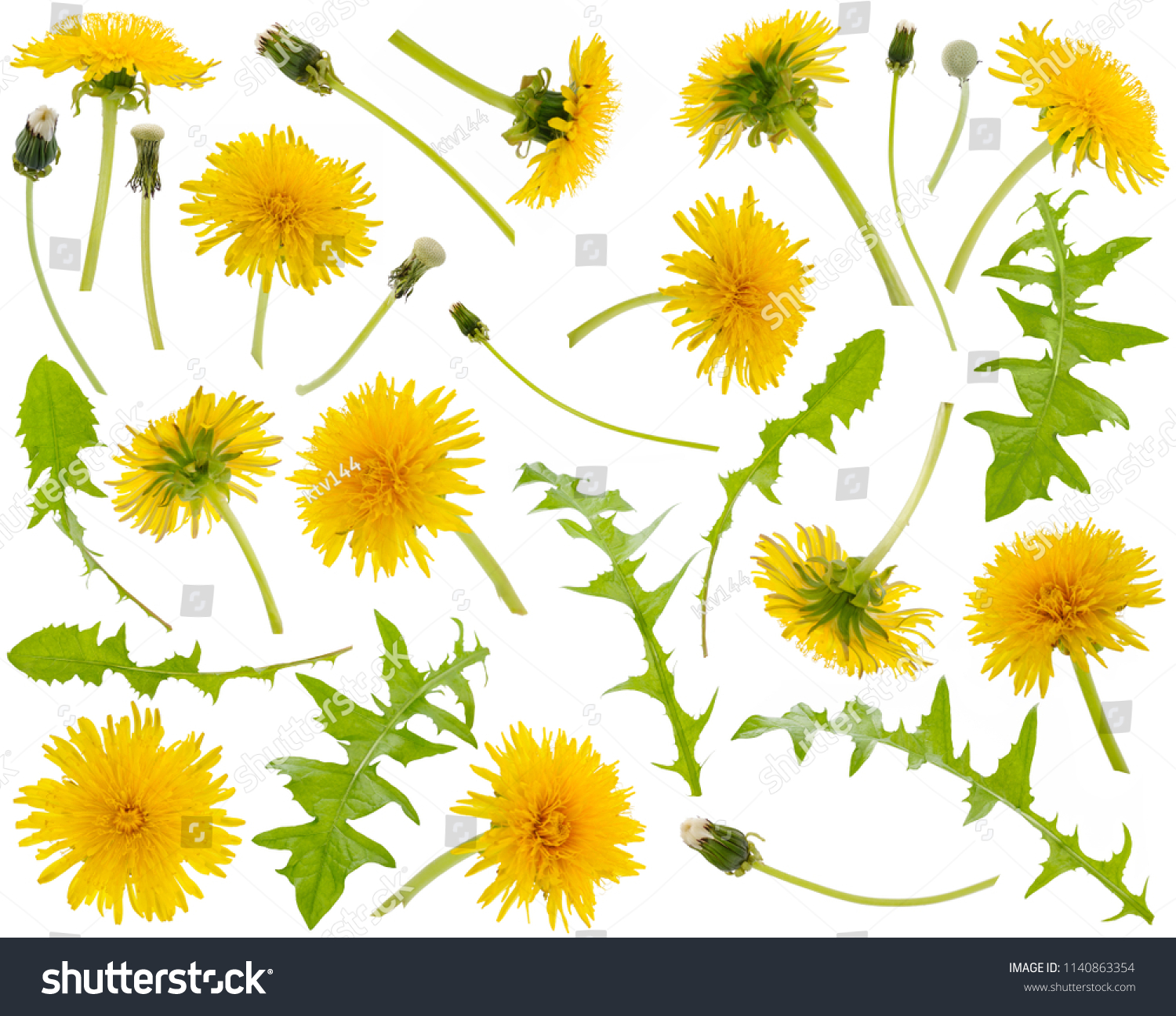 Many yellow dandelions and dandelions leaves at various angles isolated on white background #1140863354