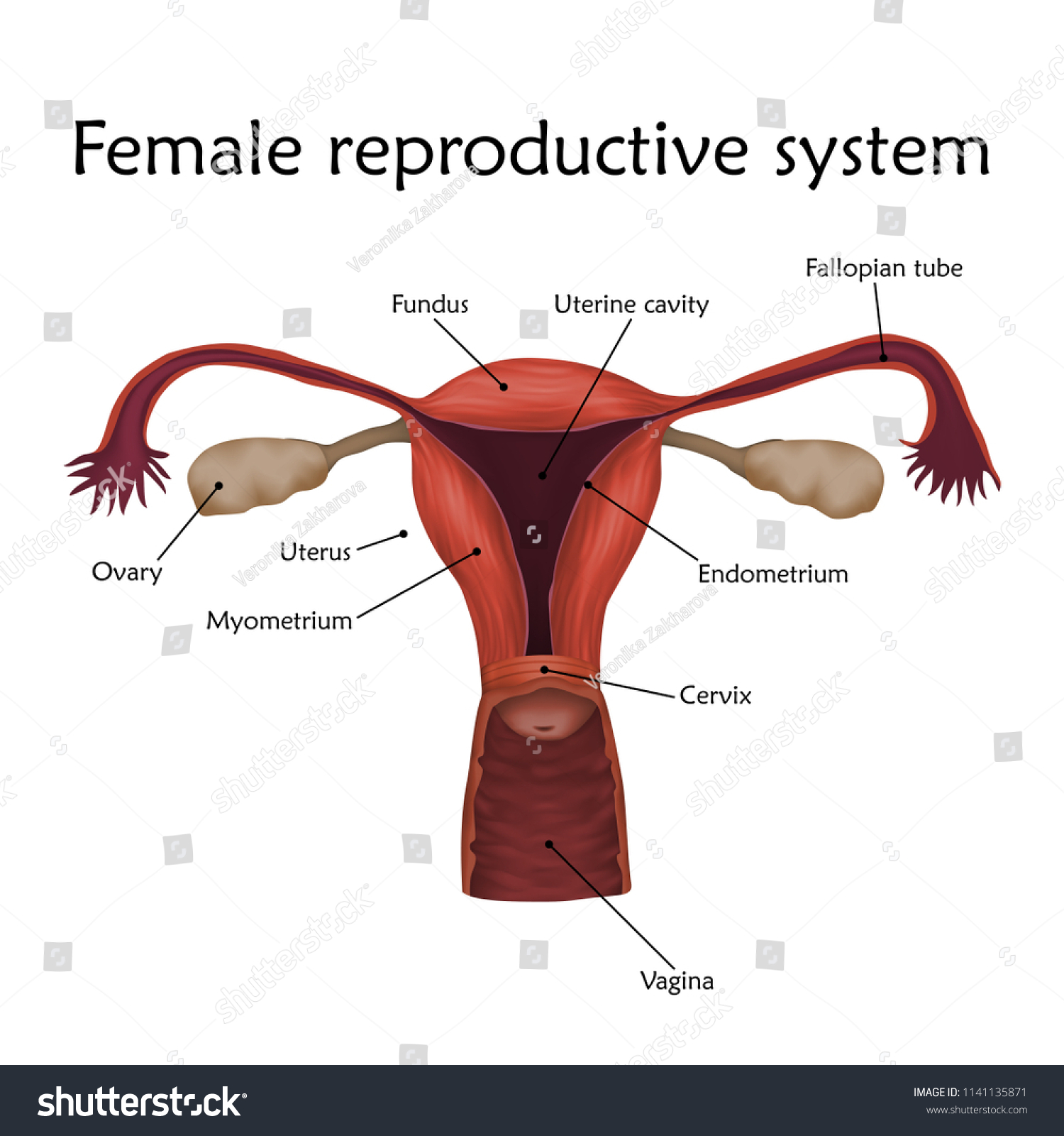 Female reproductive system with a description. - Royalty Free Stock ...