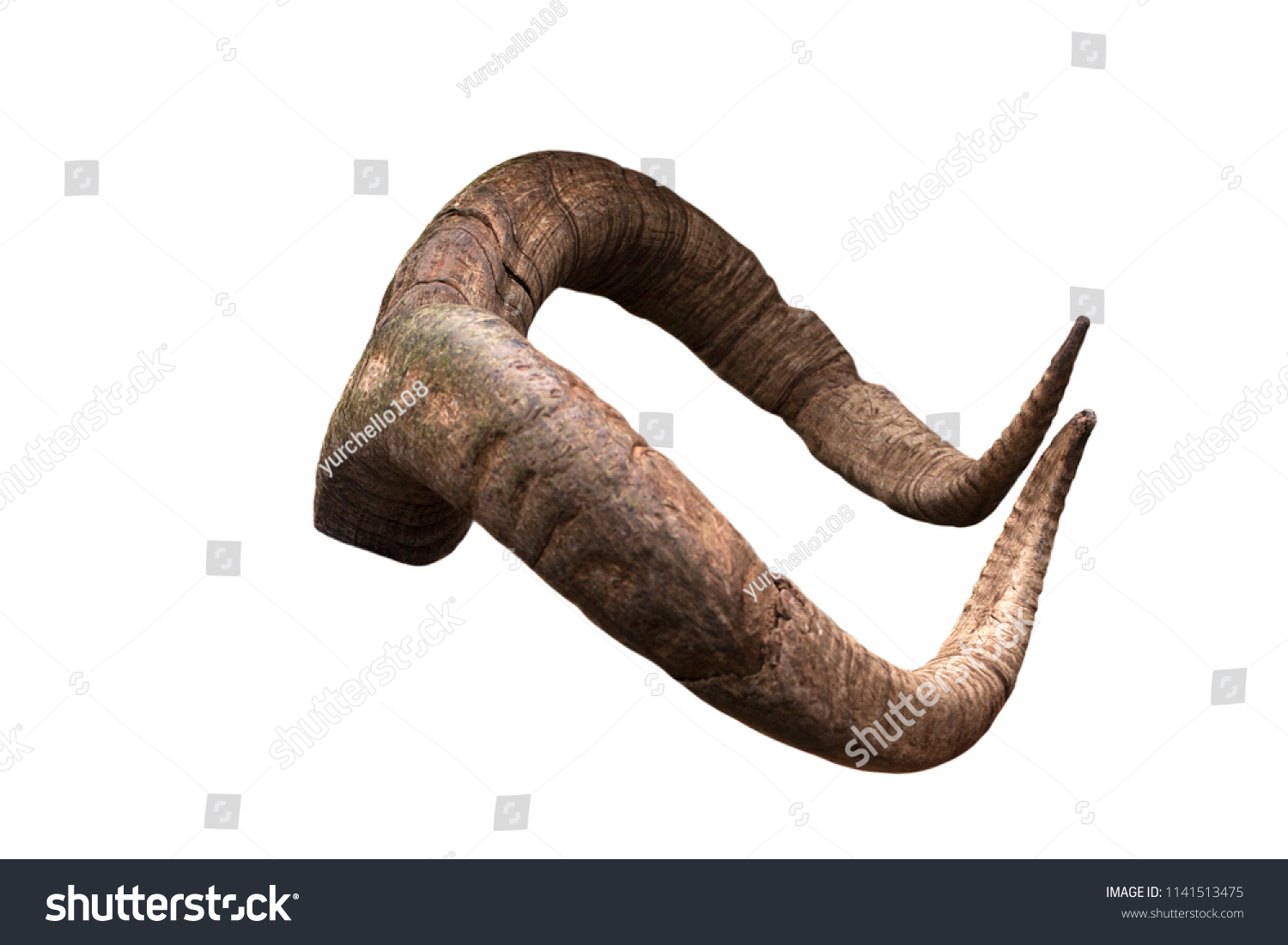 Pair of brown goat horns. #1141513475