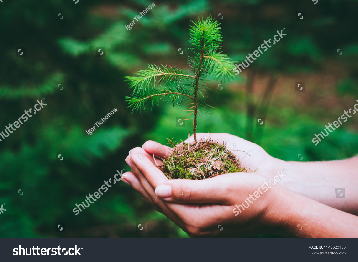 Female hand holding sprout wilde pine tree in nature green forest. Earth Day save environment concept. Growing seedling forester planting #1142020100