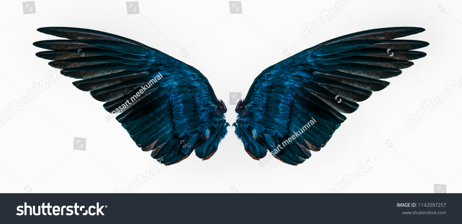 blue wings on white background #1142097257