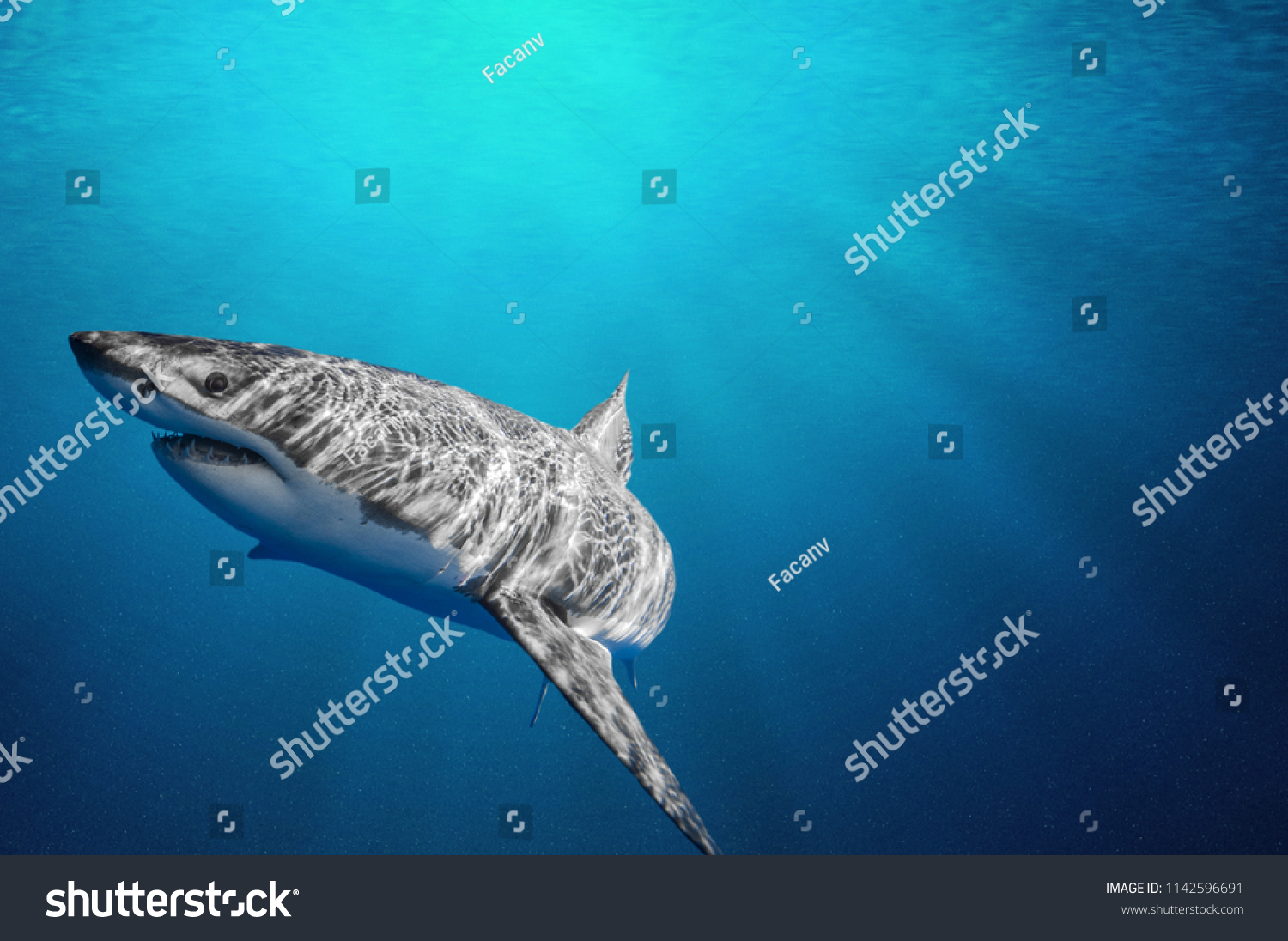 Fantastic detail in the deep clear blue water. Portrait of a shark up close. Clear blue ocean water and sunlight beneath the surface of water in the background. #1142596691