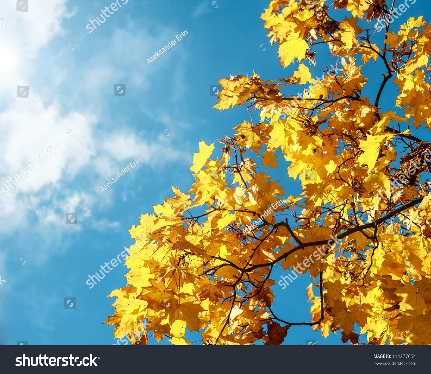 Autumn leaves with the blue sky background #114277654