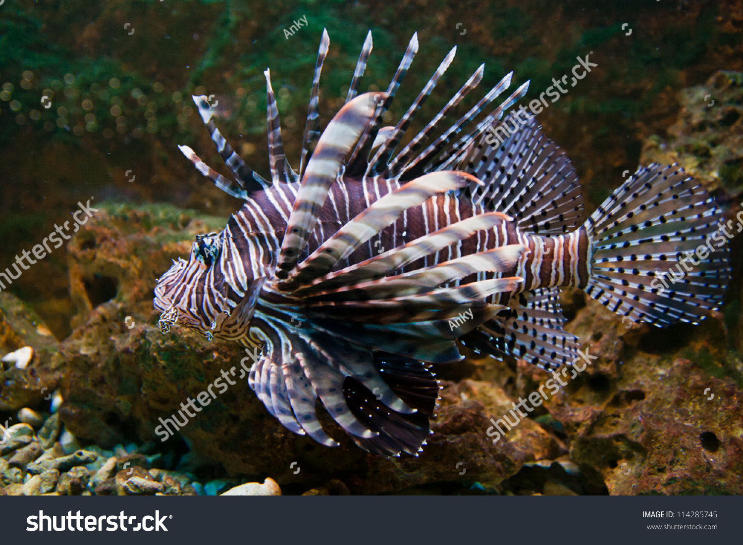 Red lionfish (Pterois volitans) aquarium fish, a venomous coral reef fish #114285745