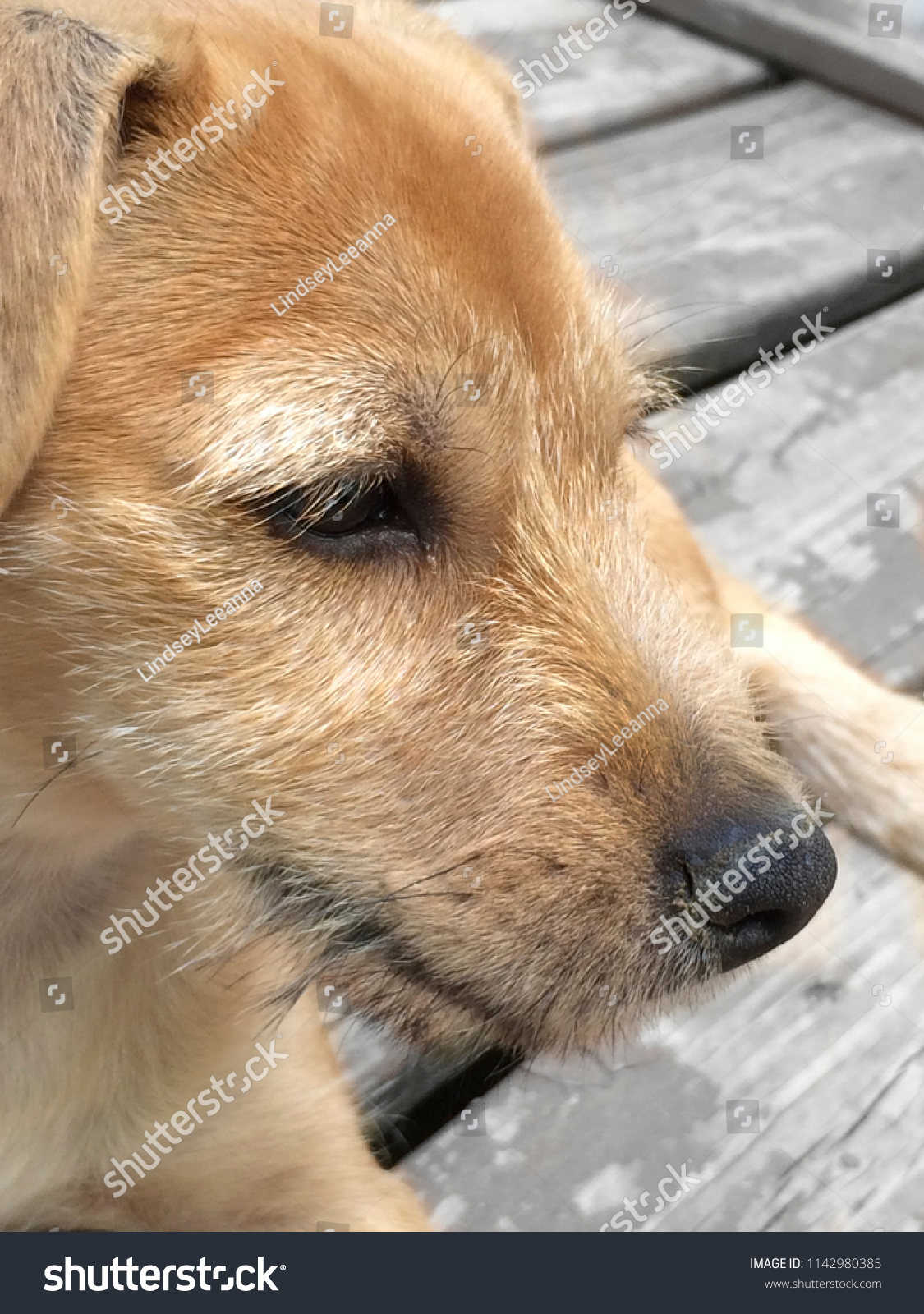 Male Terrier Puppy, chesnut brown fur. #1142980385