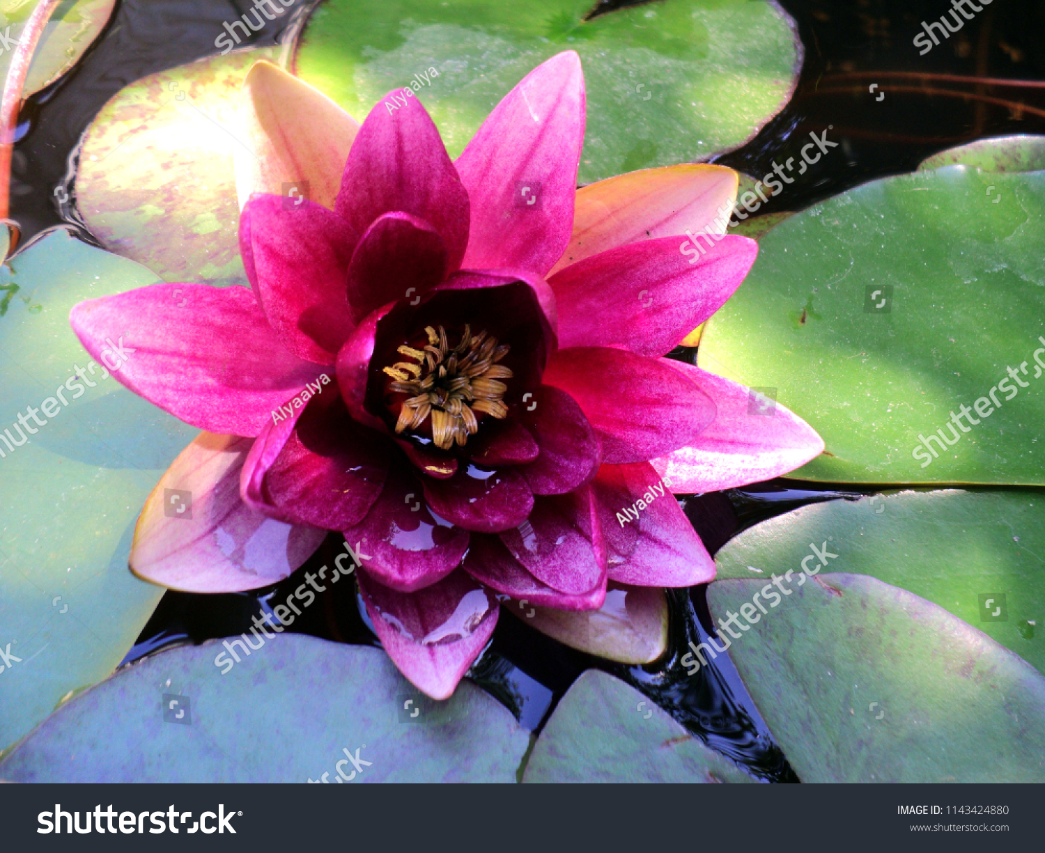 pink Lily blooms in the pond #1143424880
