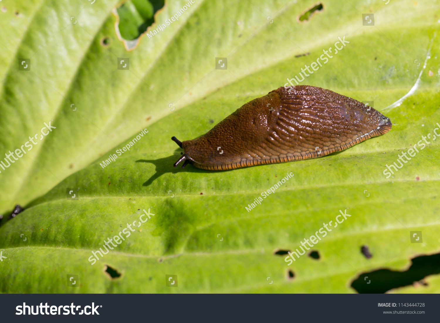 Red Slug ( Arion rufus ) on a green  leaf. Cause of the most damage in garden. Agricultural pest. Close up #1143444728
