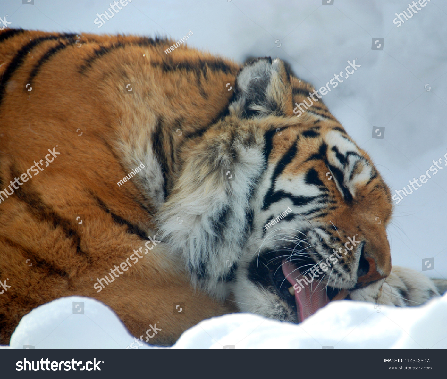 Tiger close up: The tiger (Panthera tigris) is the largest cat species. It is the third largest land carnivore (behind only the polar bear and the brown bear). #1143488072