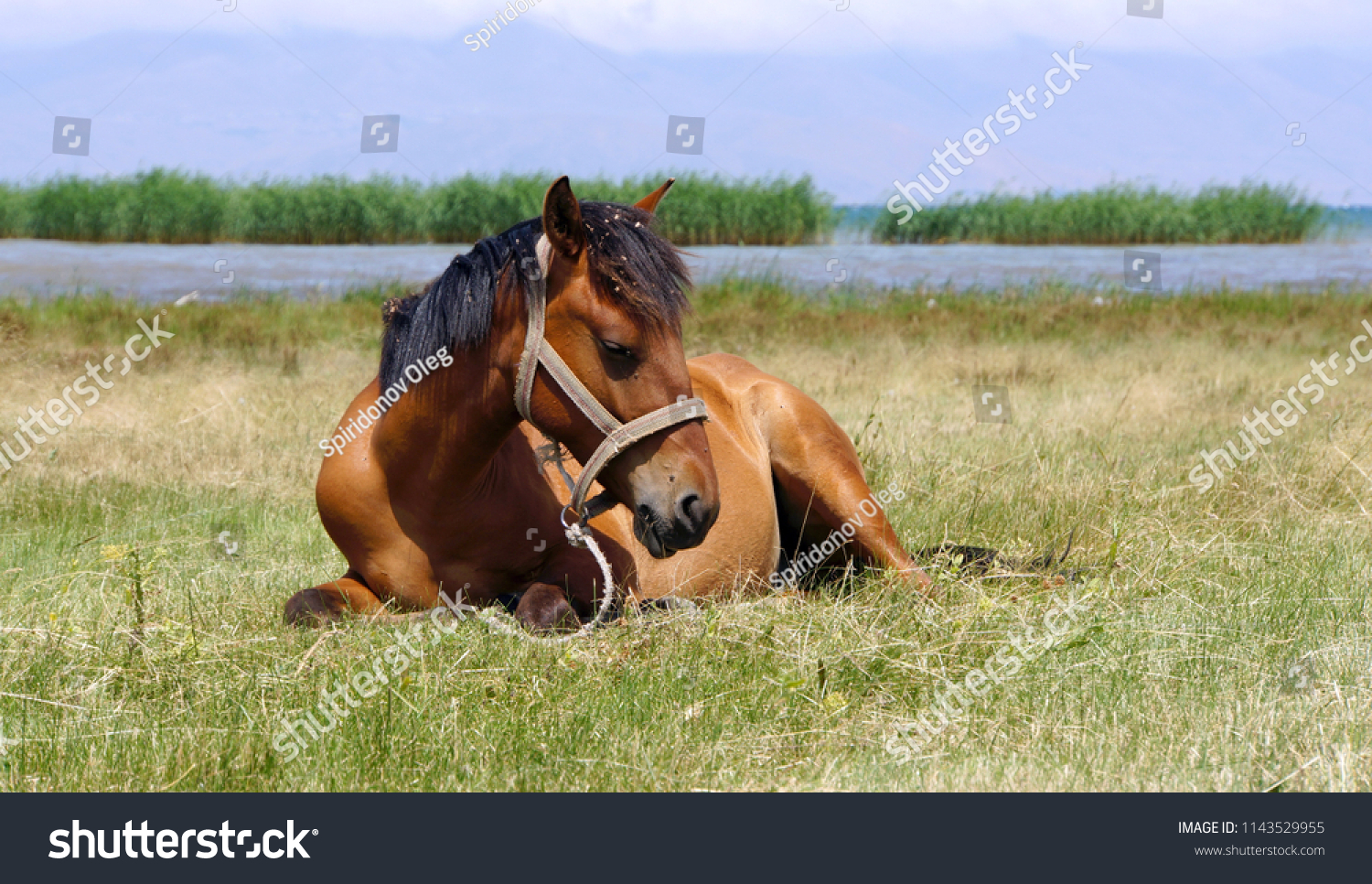Beautiful horse on the shore of lake Sevan #1143529955