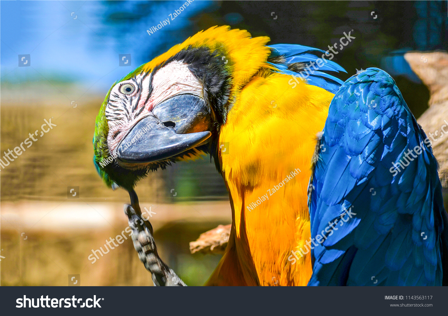 Ara ararauna. Blue-yellow macaw parrot portrait #1143563117