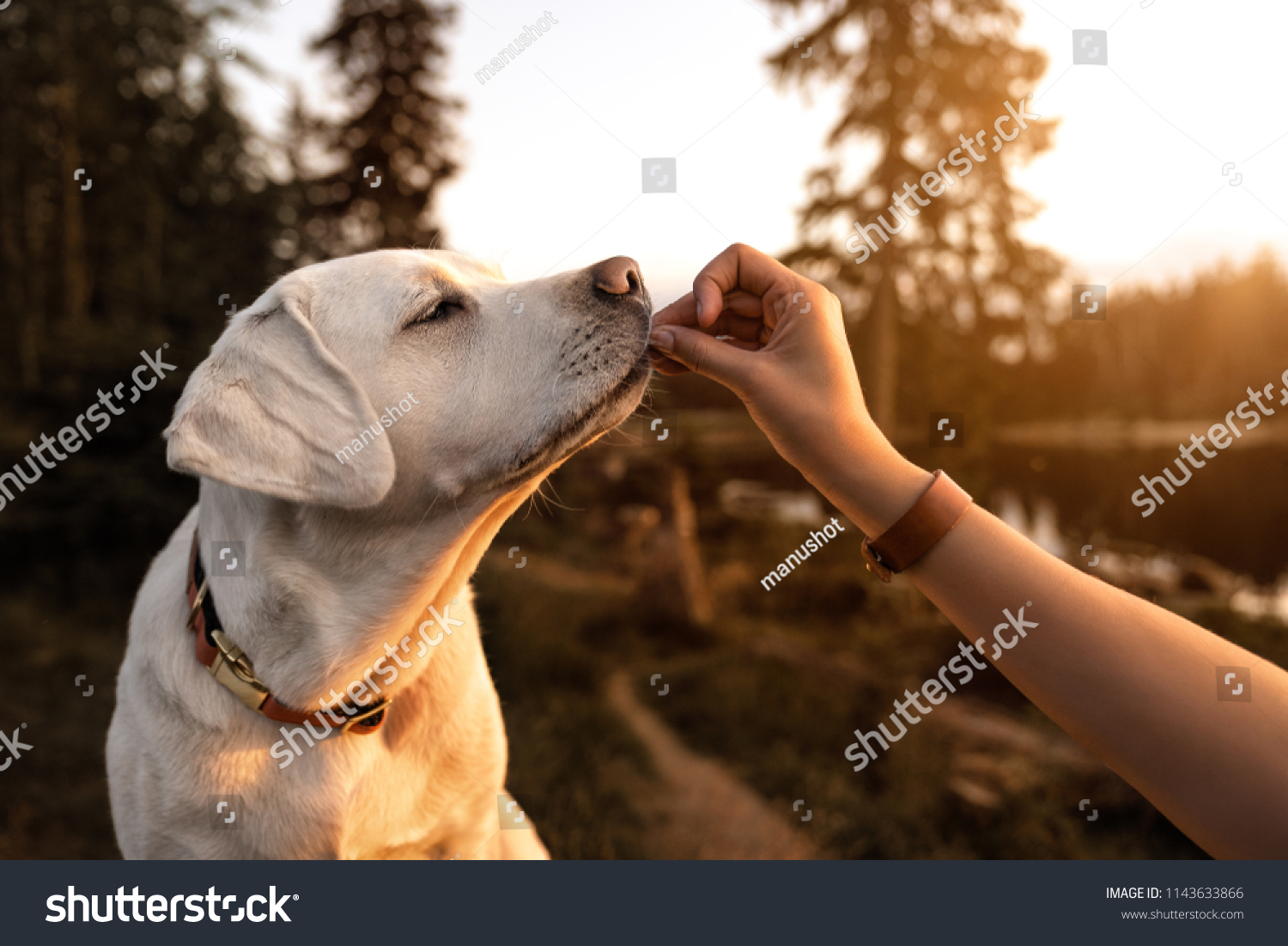 young beautiful labrador retriever puppy is eating some dog food out of humans hand outside during golden sunset #1143633866
