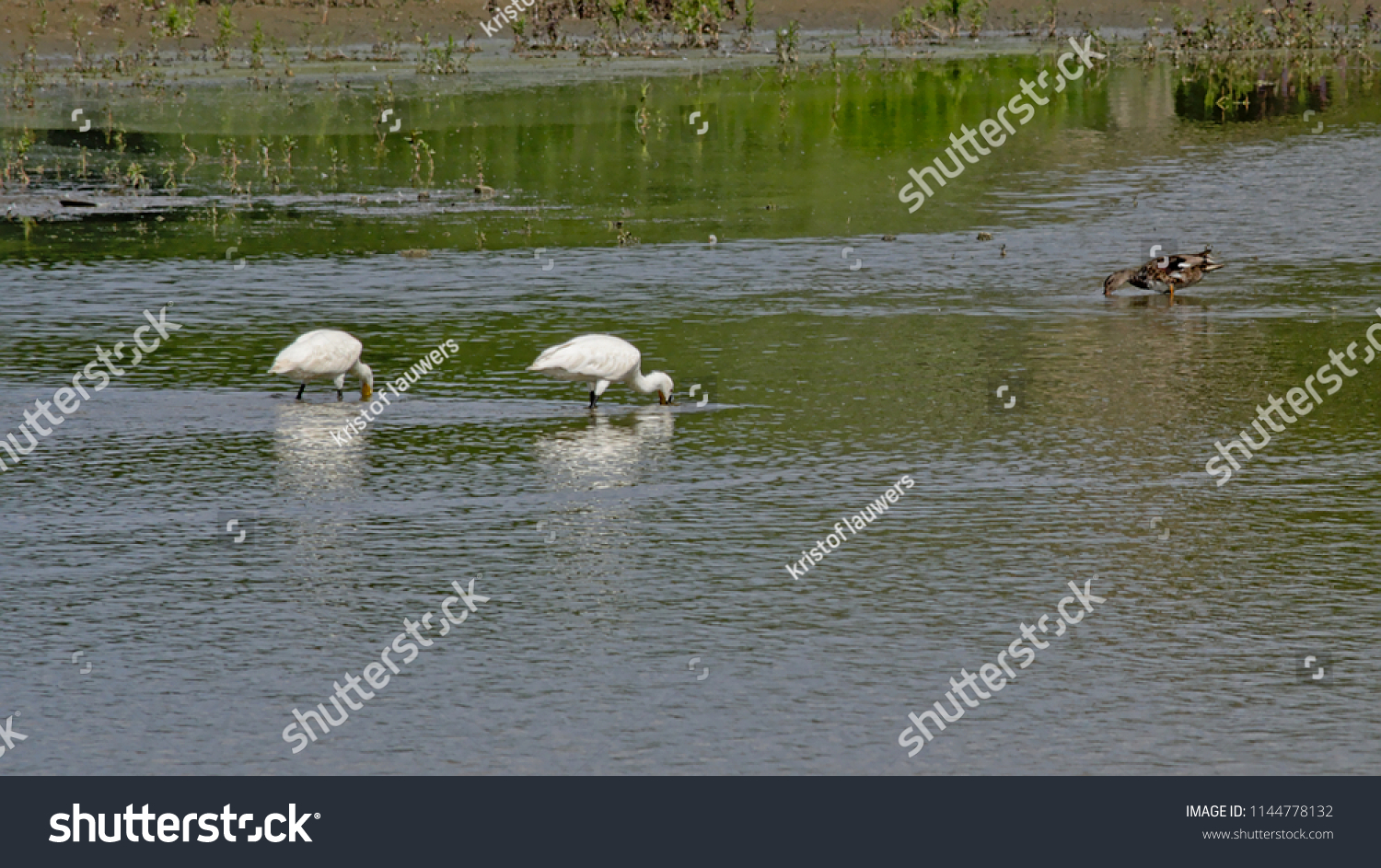 Two eurasian spoonbills in a pool in the marsh, foraging for food, selective focus - Platalea leucorodia #1144778132