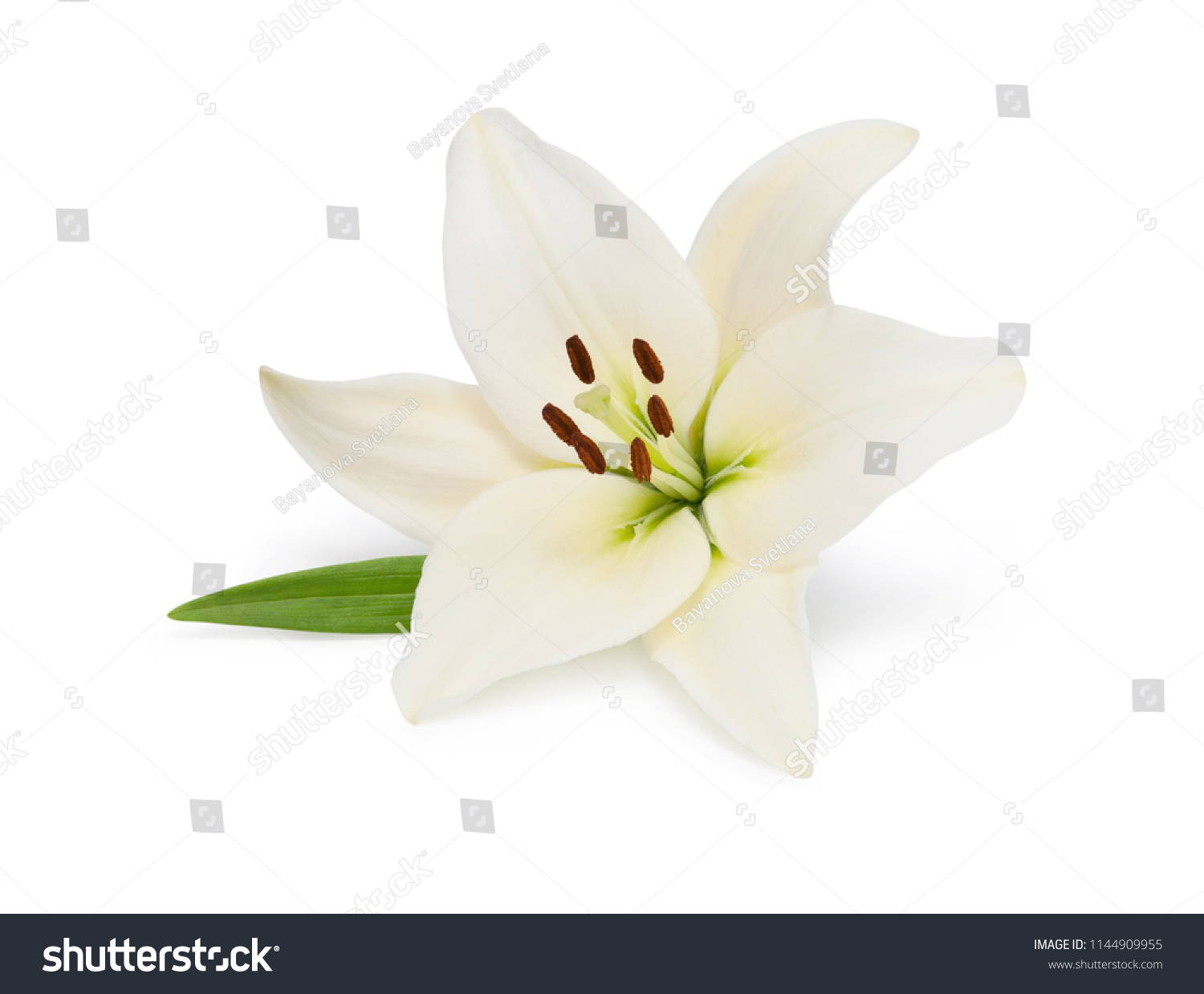 Beautifult lily flower isolated on white background. Saving clipping paths. #1144909955