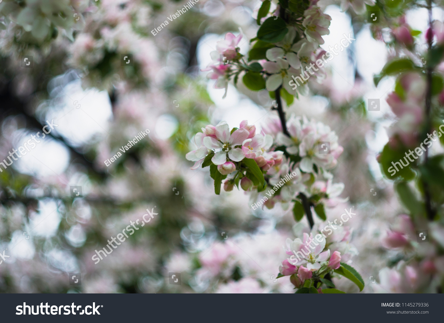 Flowers on the apple tree, pink colored, photoshoot with helios lens, flowerful bokeh, autumn garden, melancholy #1145279336