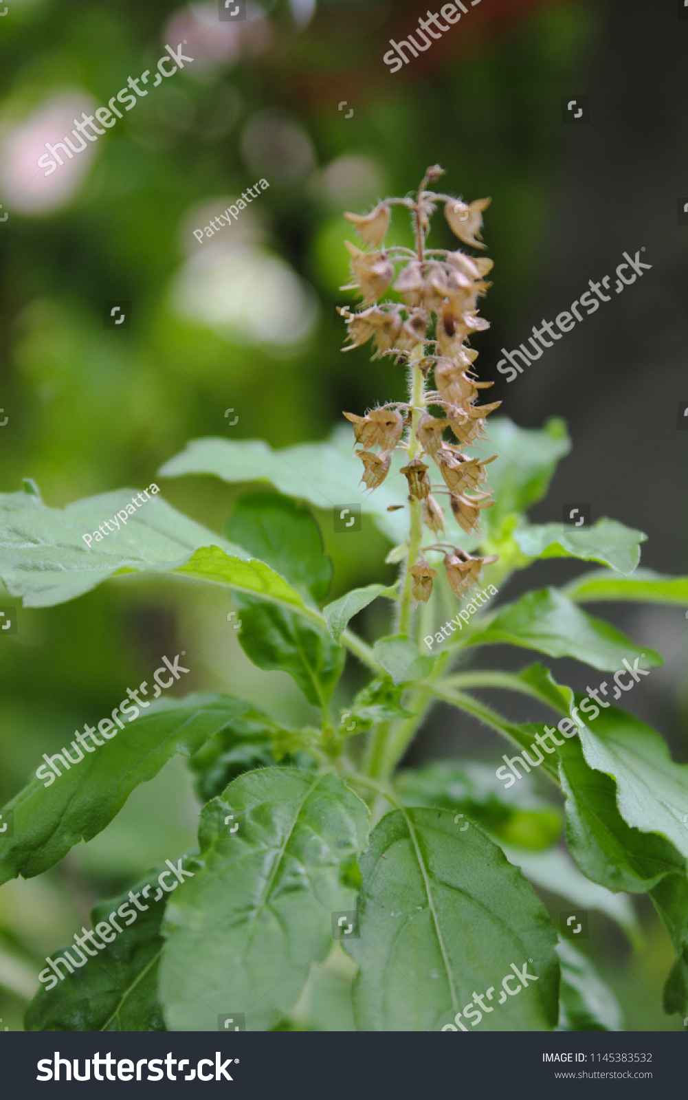 Holy basil or sacred basil, it is a herb for cooking. Favorite food in Thailand is pork with holy basil. Holy basil flower is so beautiful. #1145383532