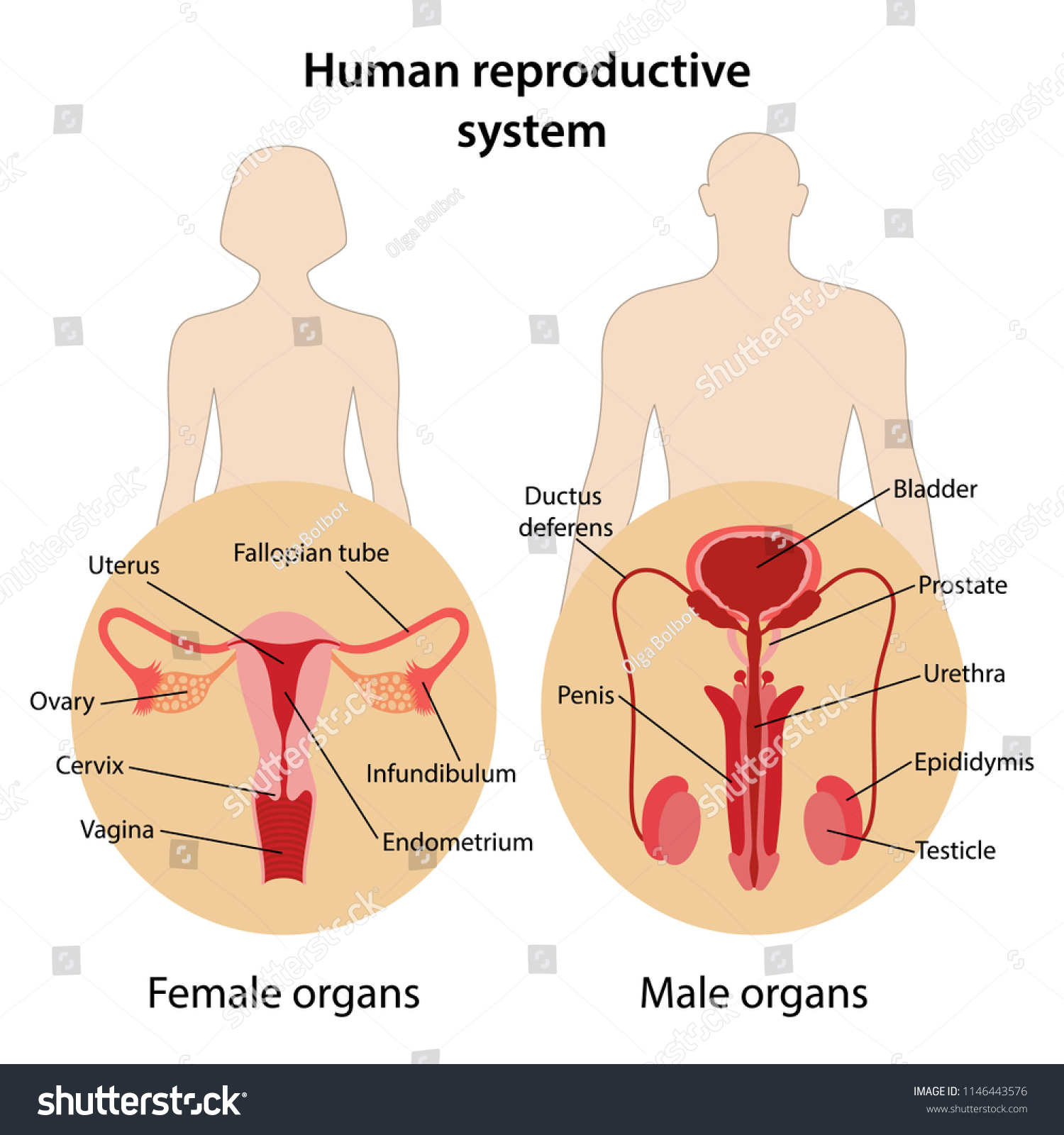 Human Reproductive System With Main Parts Royalty Free Stock Vector