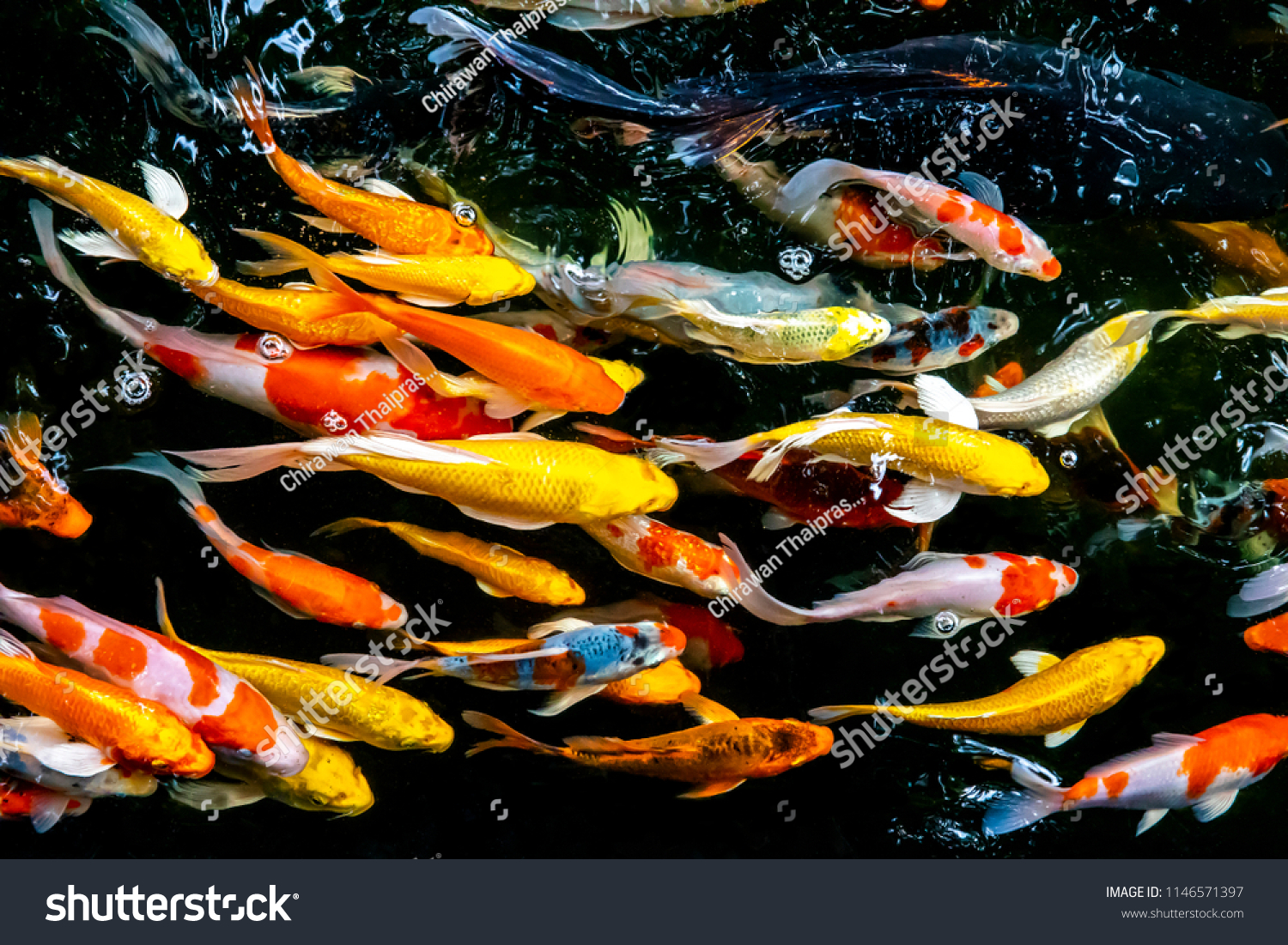 Colorful fish or carp or fancy carp, Fancy carp swimming at pond #1146571397