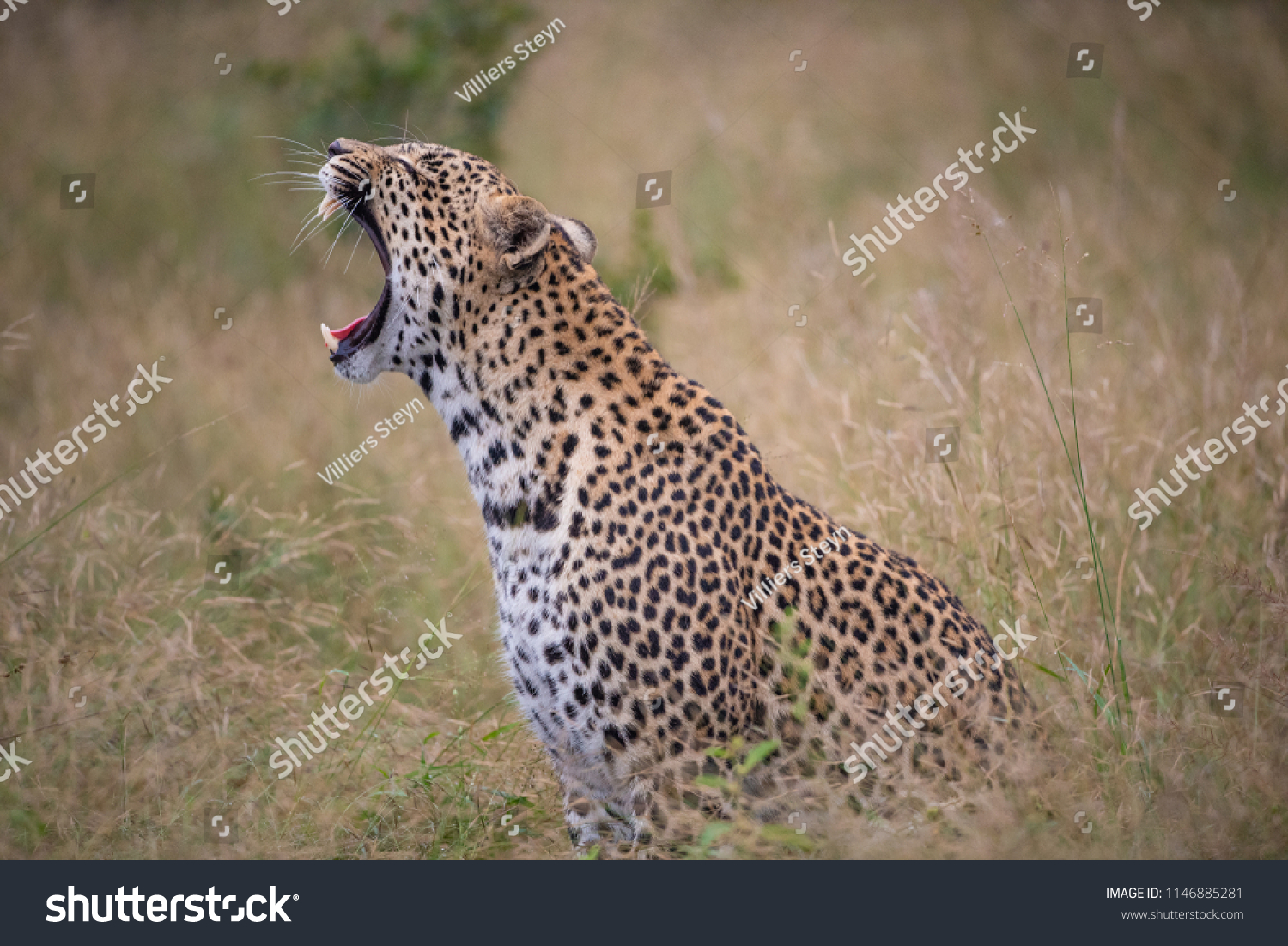 A horizontal, colour photograph of a yawning leopard, Panthera pardus, sitting in long dry grass in Djuma private game reserve, South Africa. #1146885281