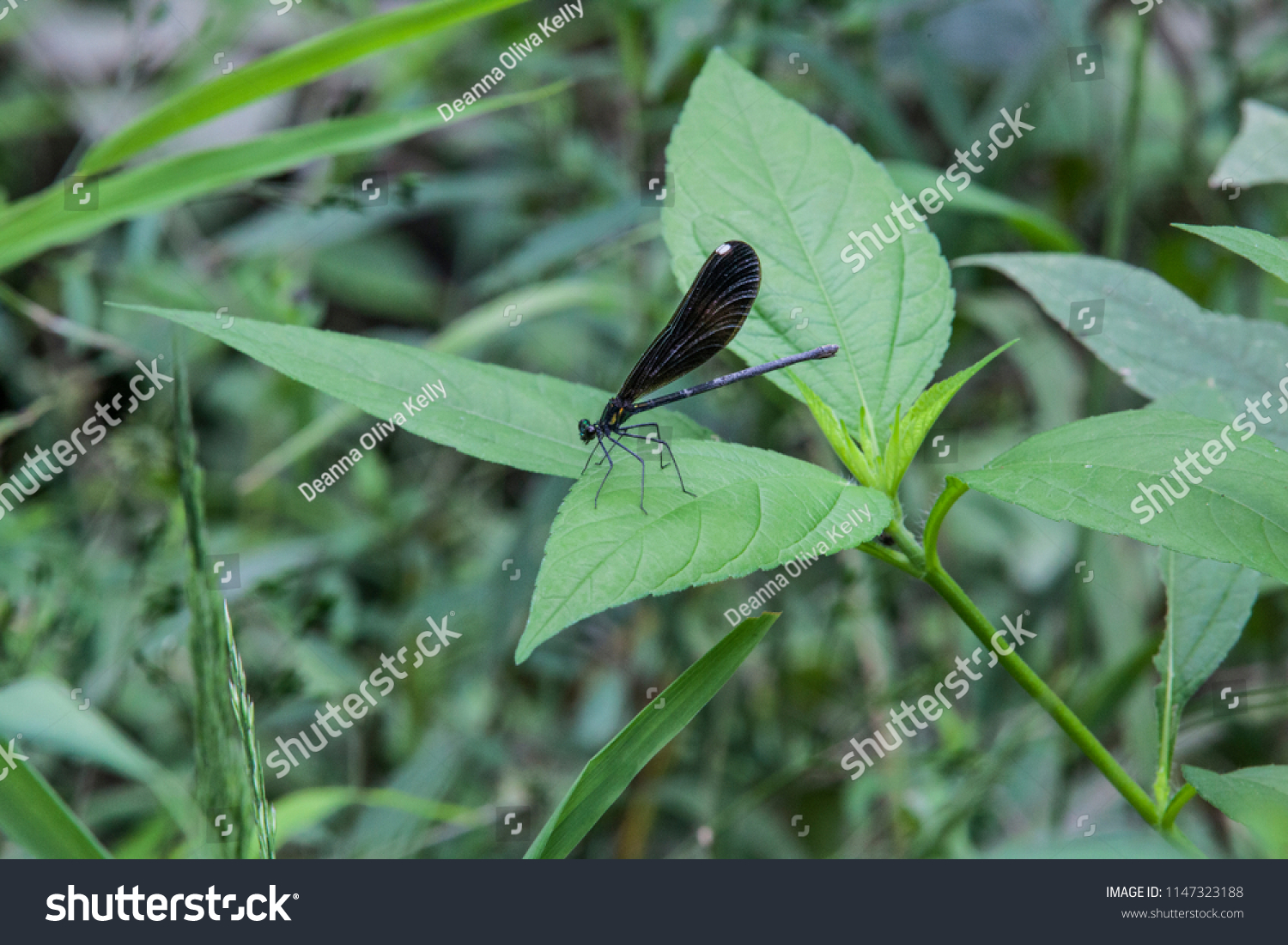 A female Ebony Jewelwing Damselfly sitting on a Leaf in a forest #1147323188