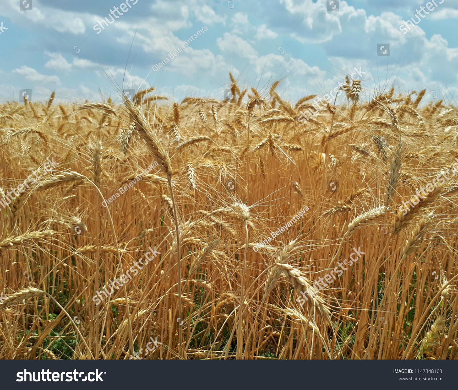 Rye field under the summer hot sun, ripe ears of rye #1147348163