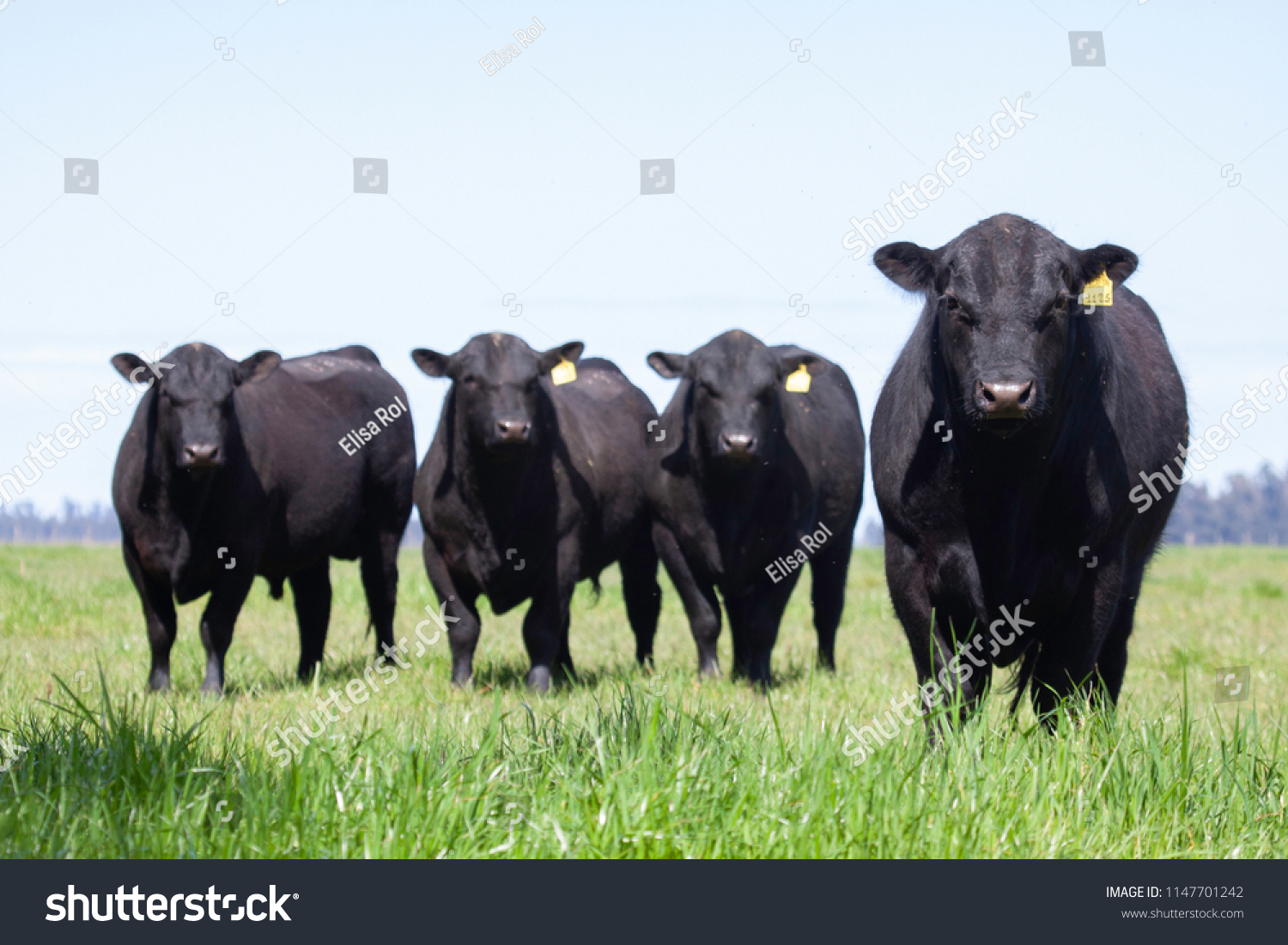 Farming Ranch Angus and Hereford Cattle #1147701242