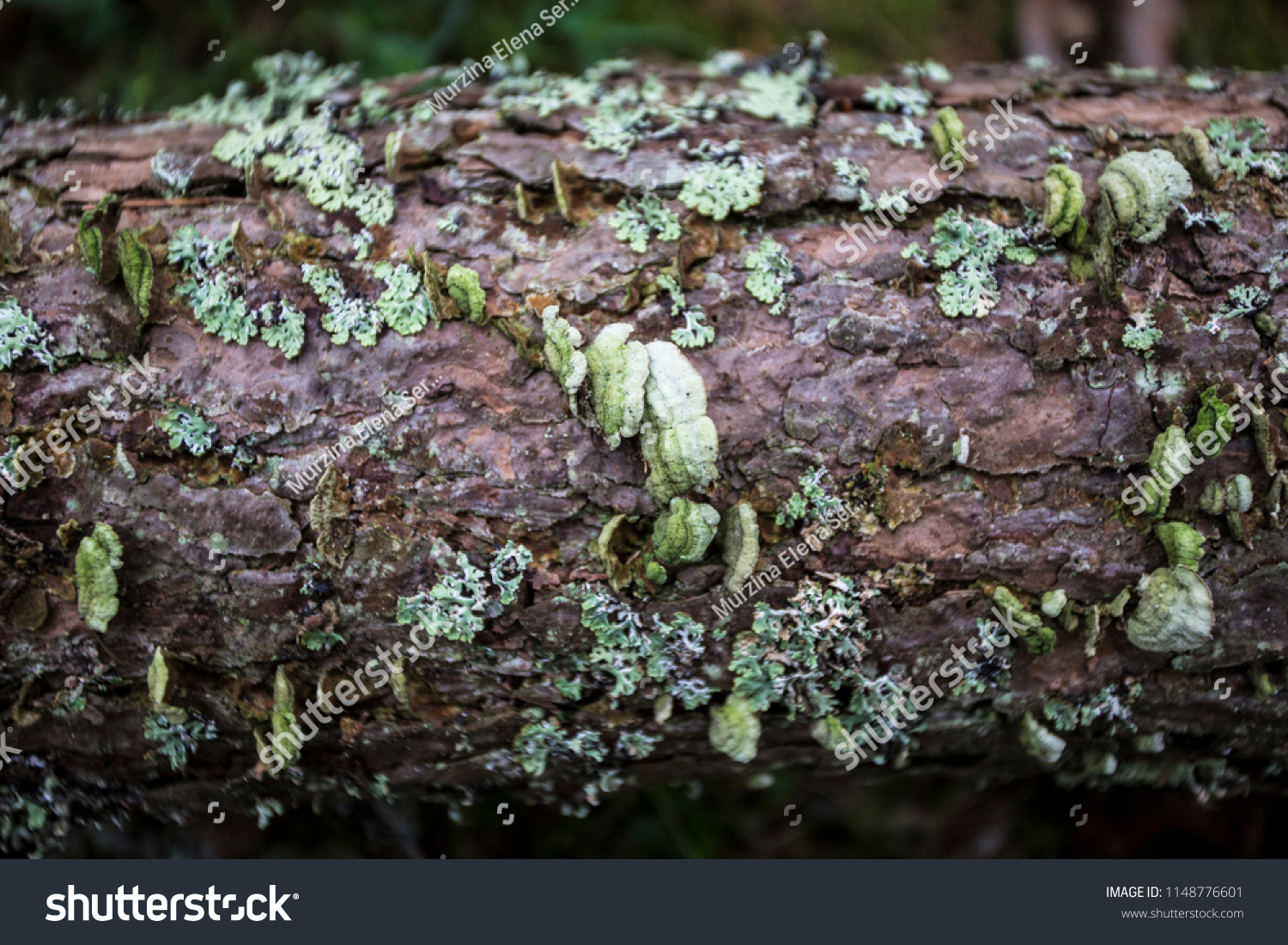moss on wood, texture #1148776601