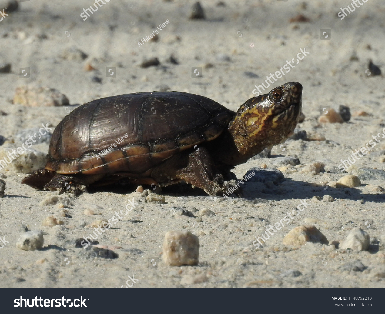 eastern mud turtle #1148792210