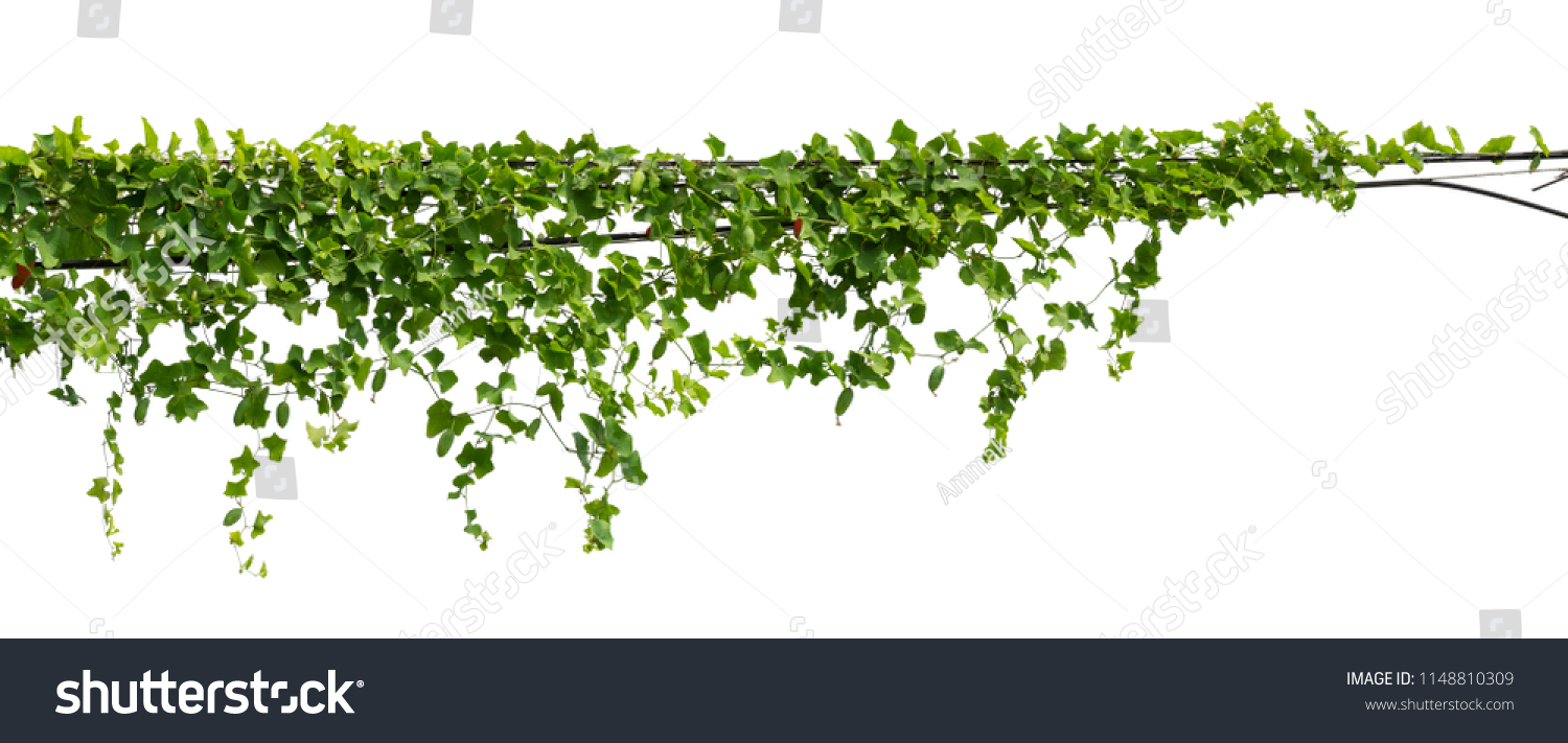 vine plant climbing isolated on white background with clipping path included. #1148810309