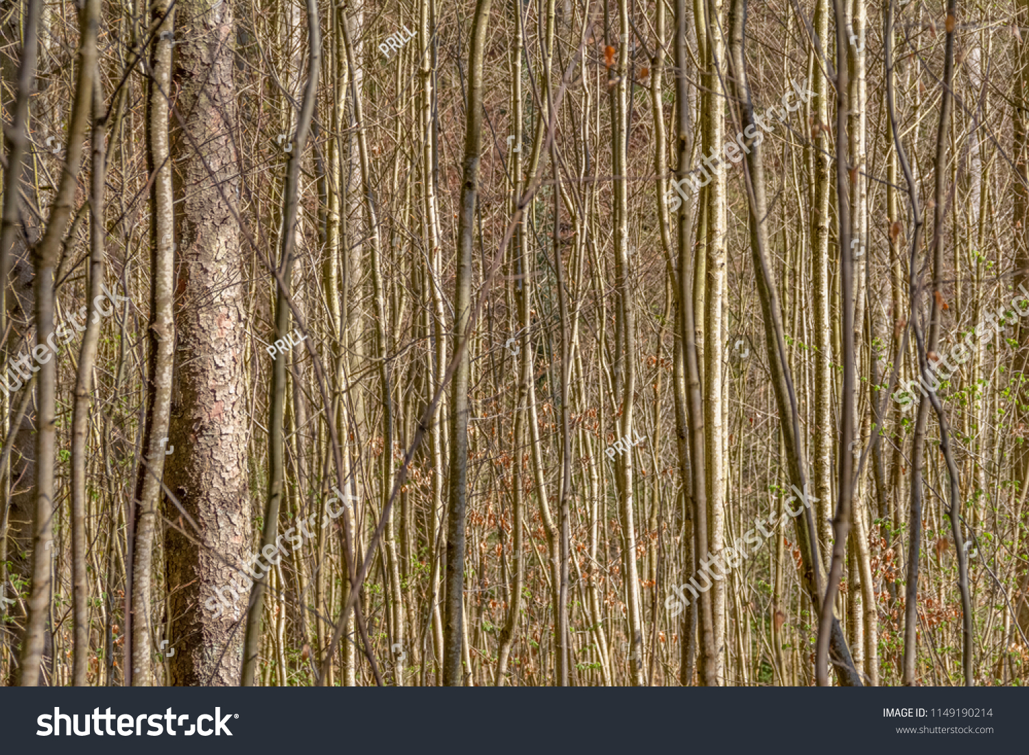 full frame background showing lots of twigs and stems #1149190214