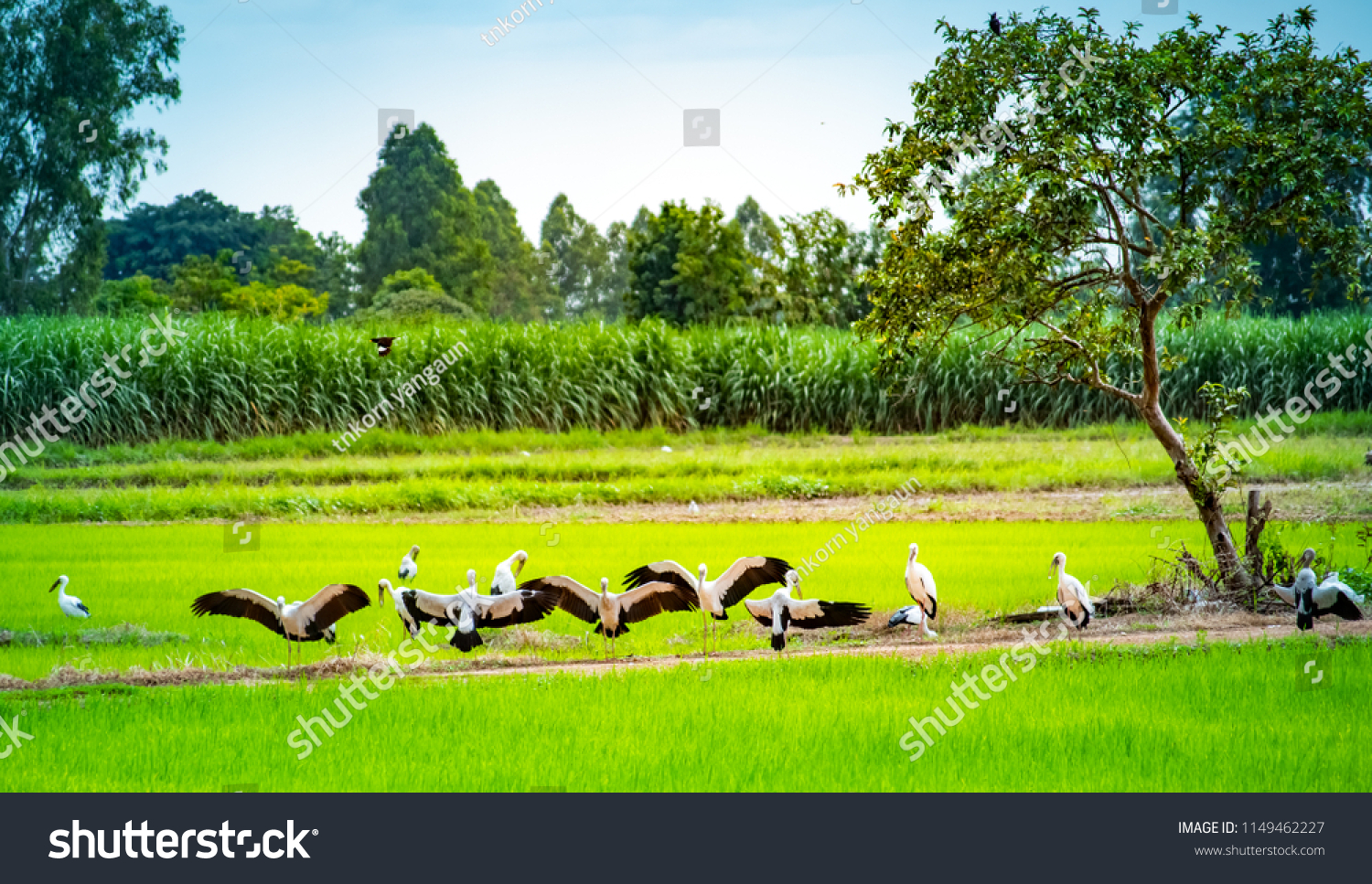 Anastomus oscitans, local birds living in the countryside of Thailand.  #1149462227