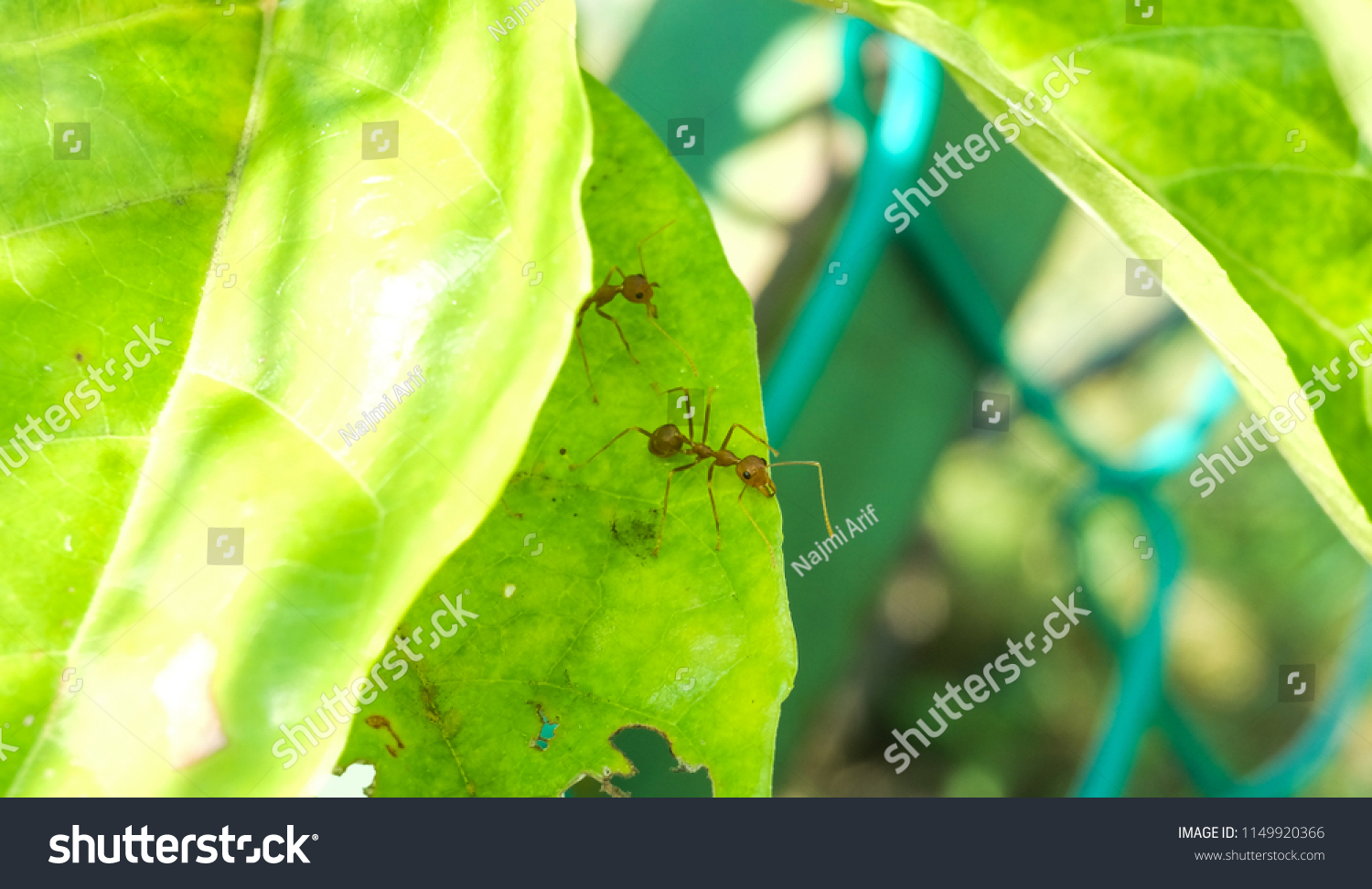 Weaver ants or green ants are eusocial insects of the family . Weaver ants live in treesand are known for their unique nest building behaviour.  #1149920366
