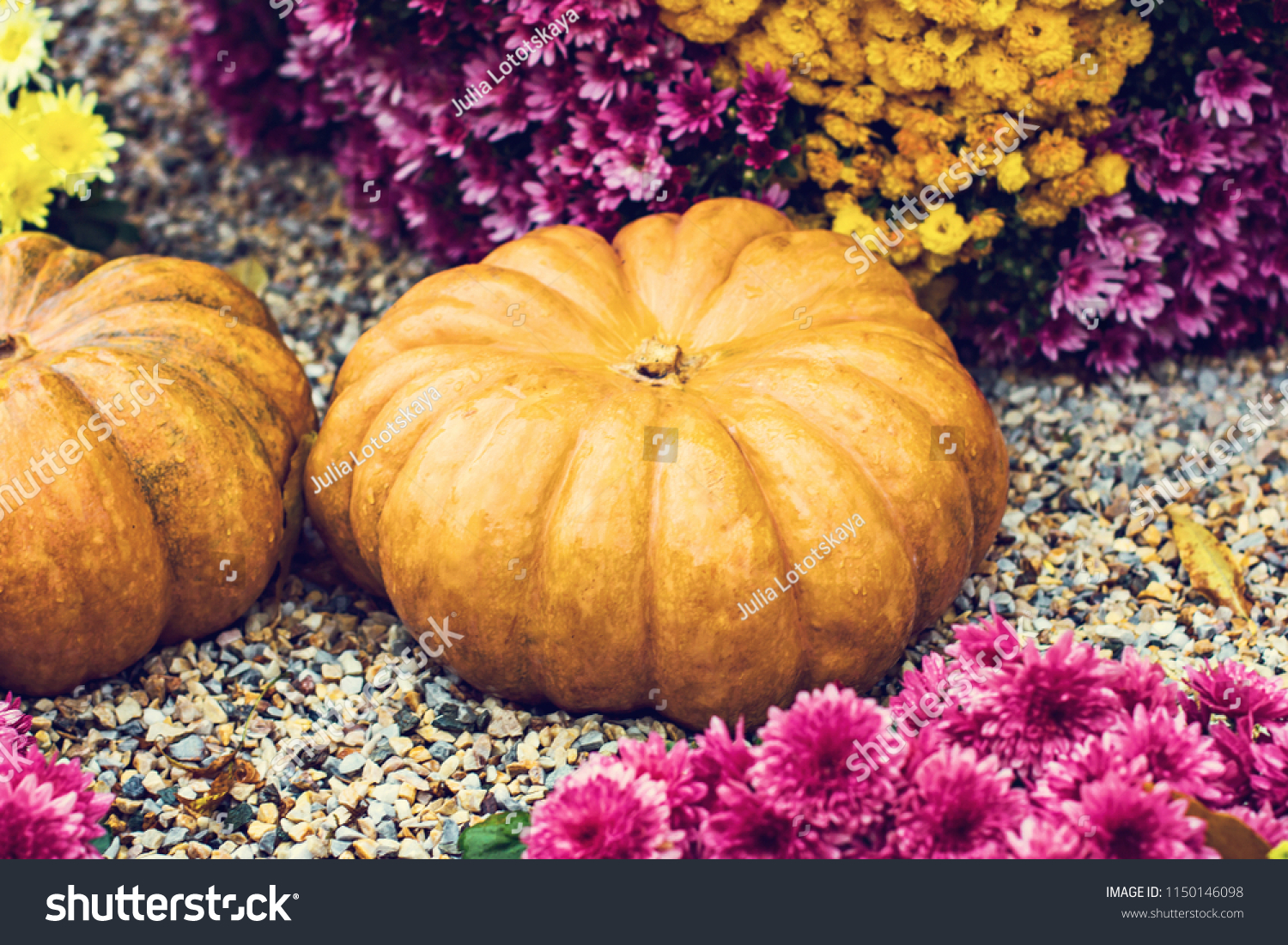 Pumpkins. Autumn decoration of the garden, autumn decor. Pumpkins and autumn flowers. Halloween, Thanksgiving, decoration of the house and garden for the holiday. #1150146098