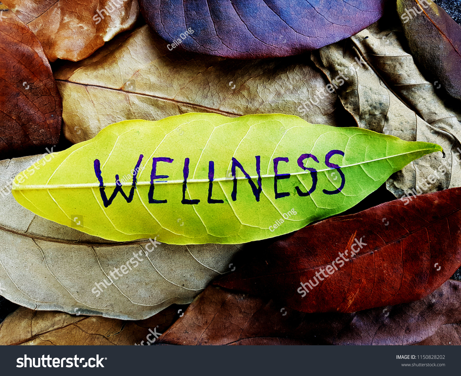 Wellness concept written on leaf #1150828202