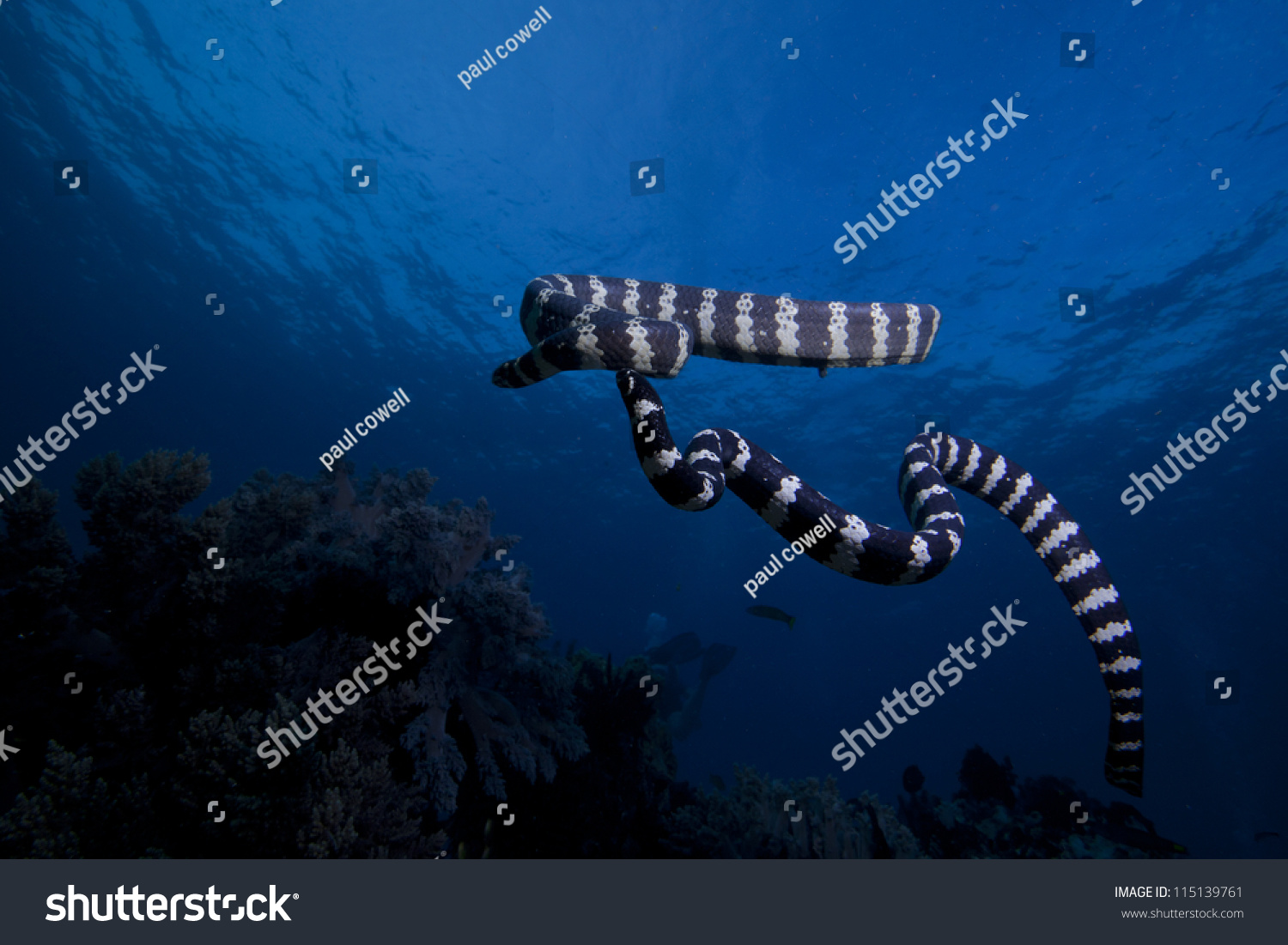 banded sea snake #115139761