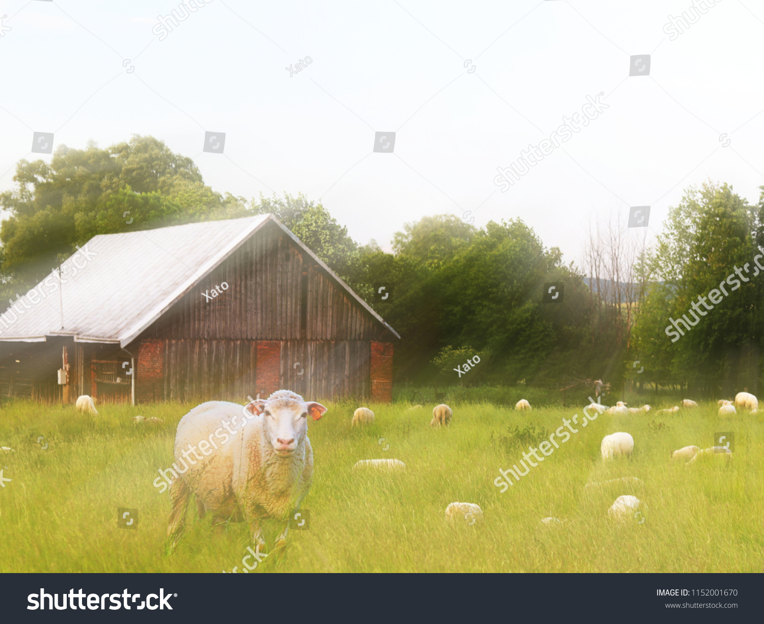 A herd of clear sheep color graze in a meadow with a tall green lush grass. Pasture of a farm with construction and trees. Industrial livestock. Livestock. Source of income of rural residents. #1152001670