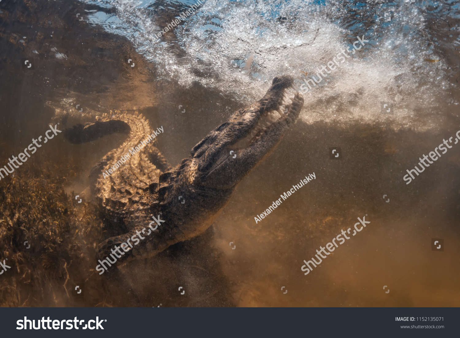 Saltwater crocodile underwater opens mouth and teeth in Chinchorro Banco Mexico, yellow salt water. #1152135071