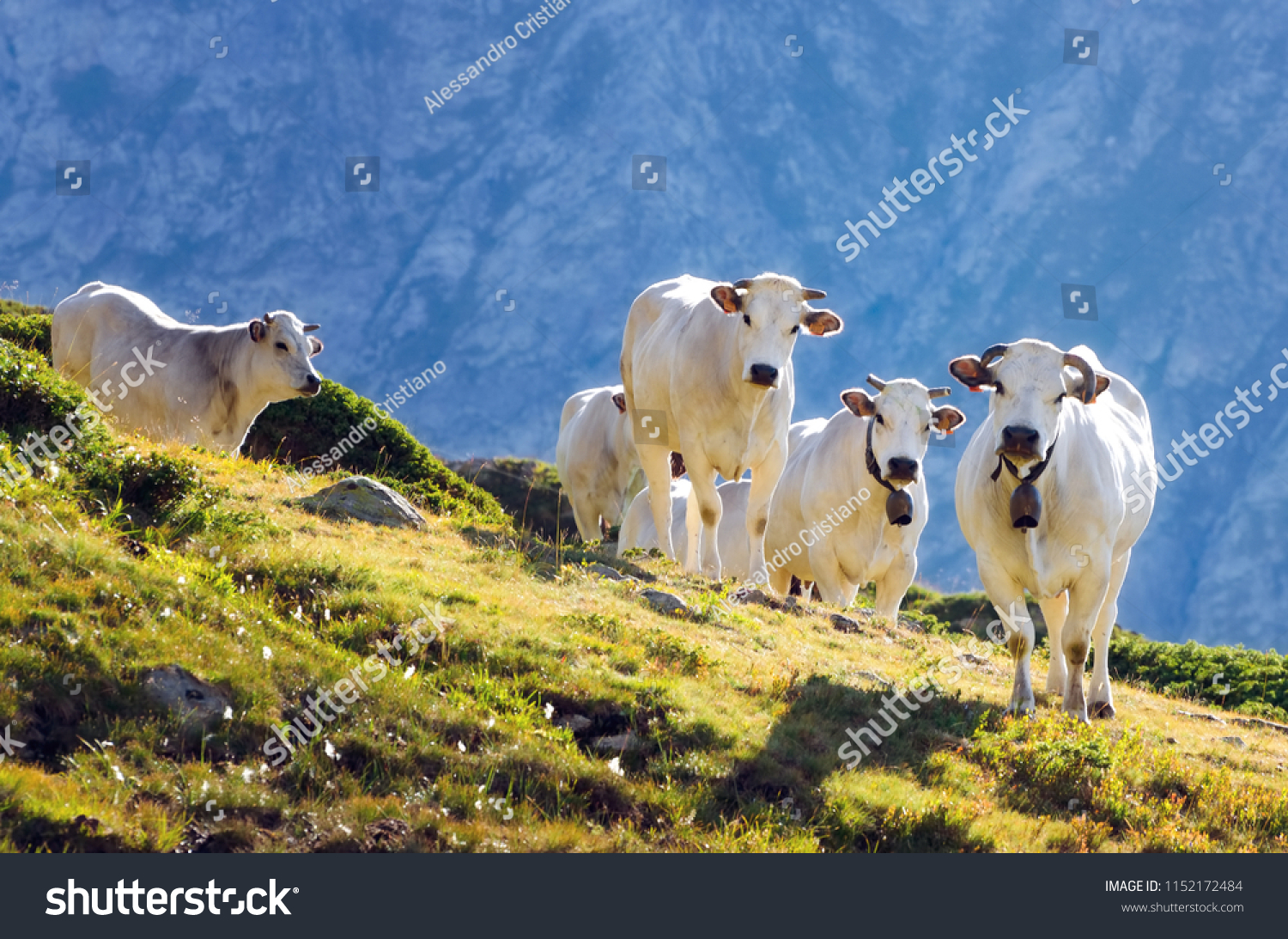 White piedmontese breed cows in the meadows of a mountain pasture on the Maritime Alps (Piedmont, Italy) #1152172484