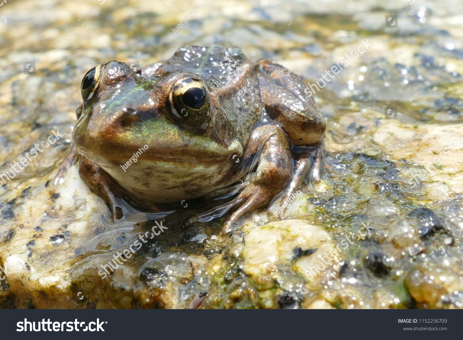 The true frogs, family Ranidae, have the widest distribution of any frog family, here a frog on a stone near the village Balugães, Braga Barcelos district in the North of Portugal.  #1152256709