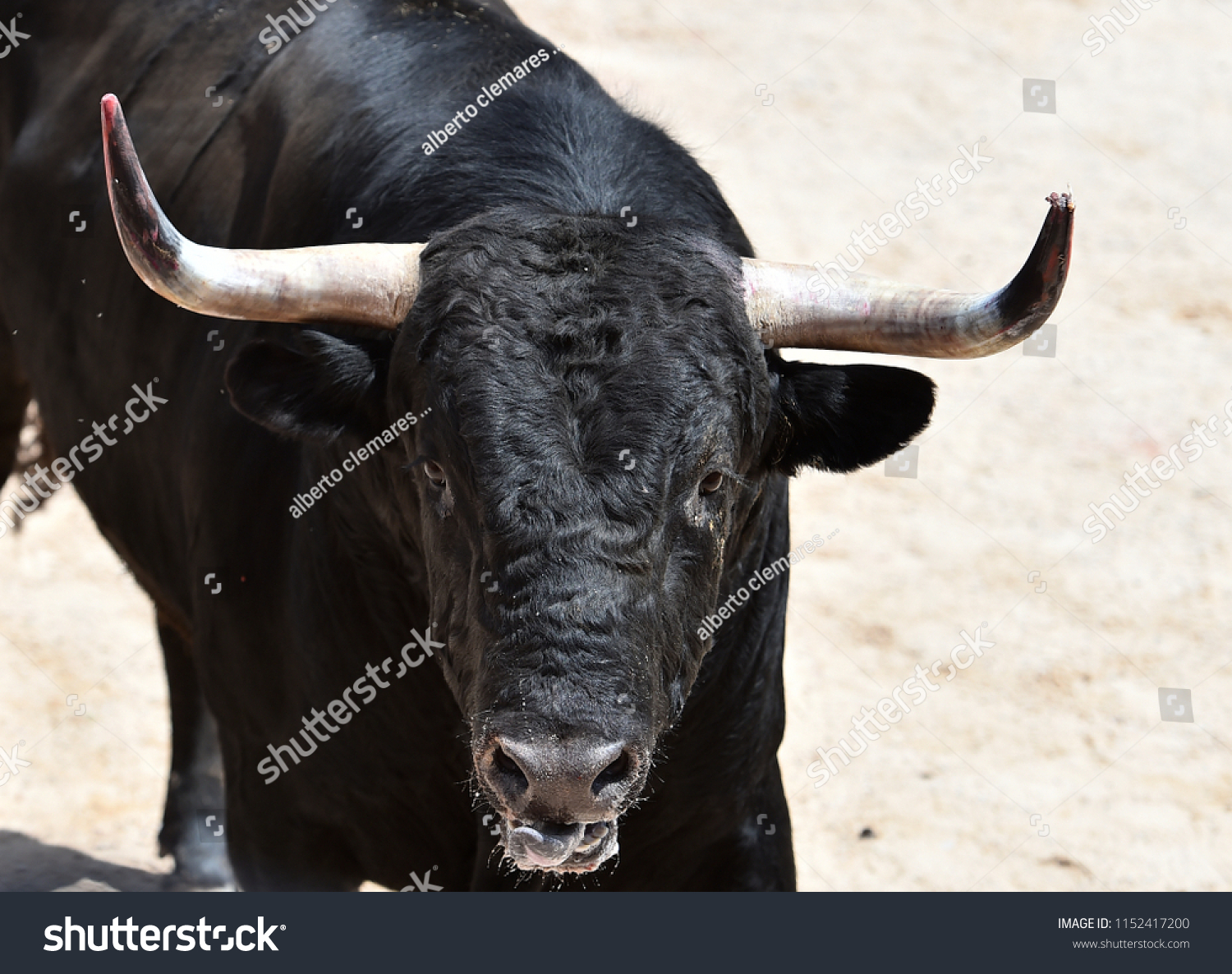 bull black in spain #1152417200