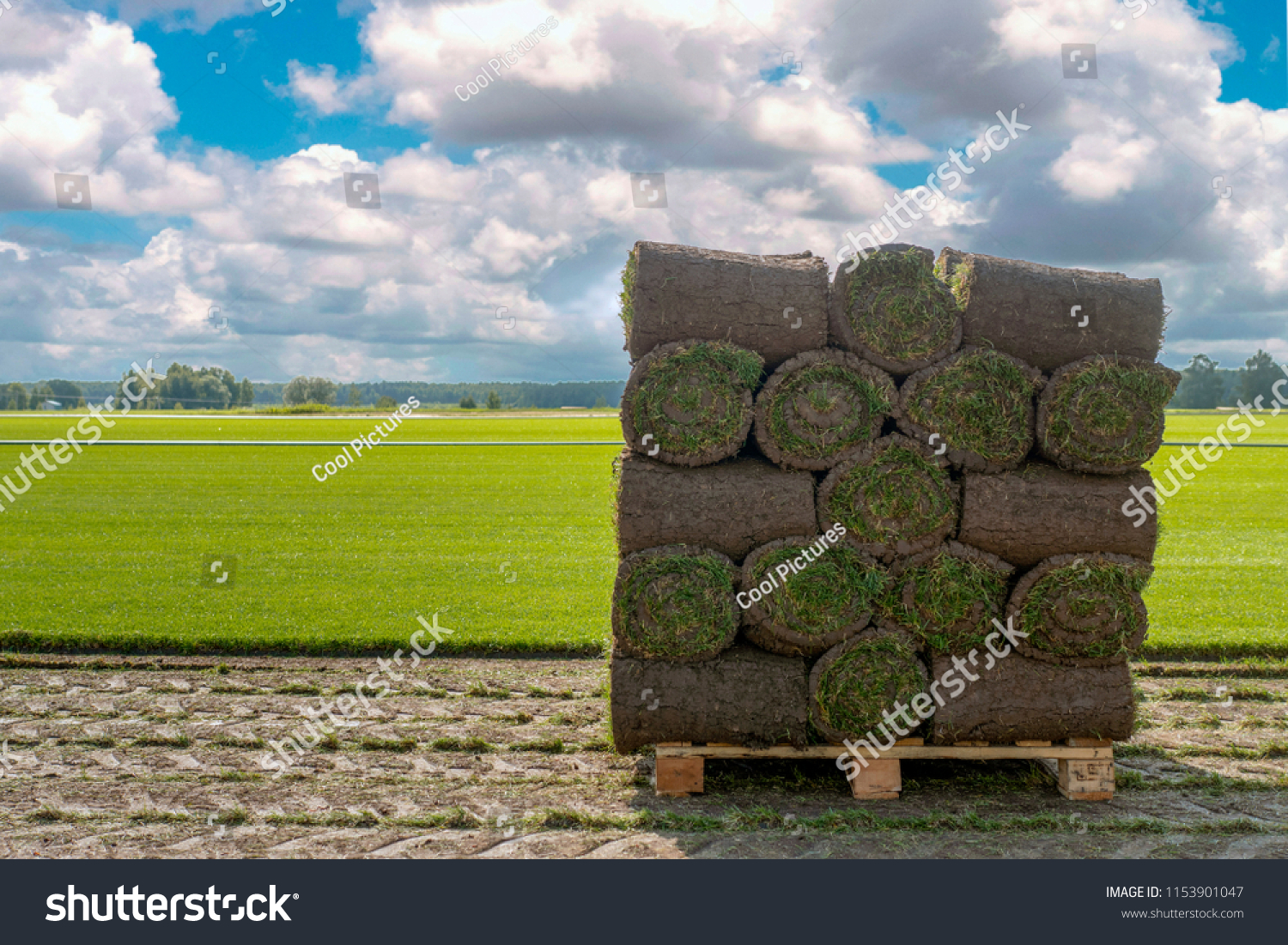 The sod on pallets on a turf farm. Rolled lawn, green grass. #1153901047