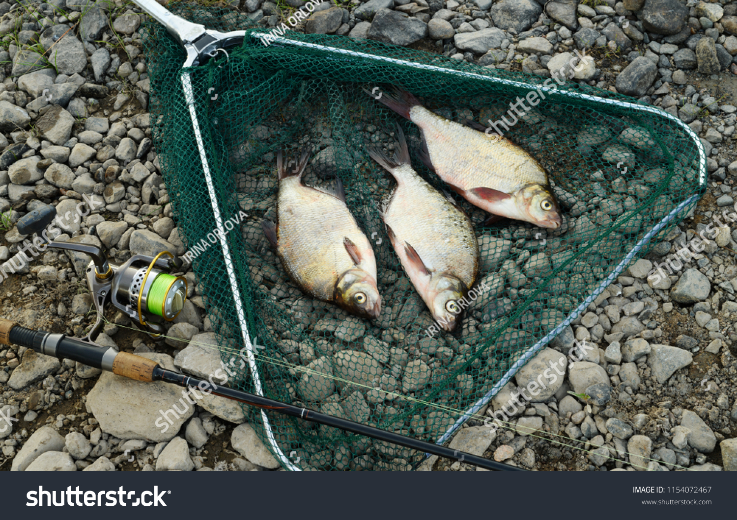 The catch and the fishing gear are on a riverbank on a gray pebble. Three caught fishes are lying in a green landing net next to a black rod is equipped with a reel and a cord of light green color. #1154072467