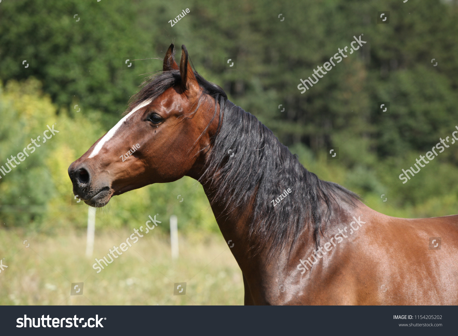 Amazing horse with nice mane on pasturage in summer #1154205202