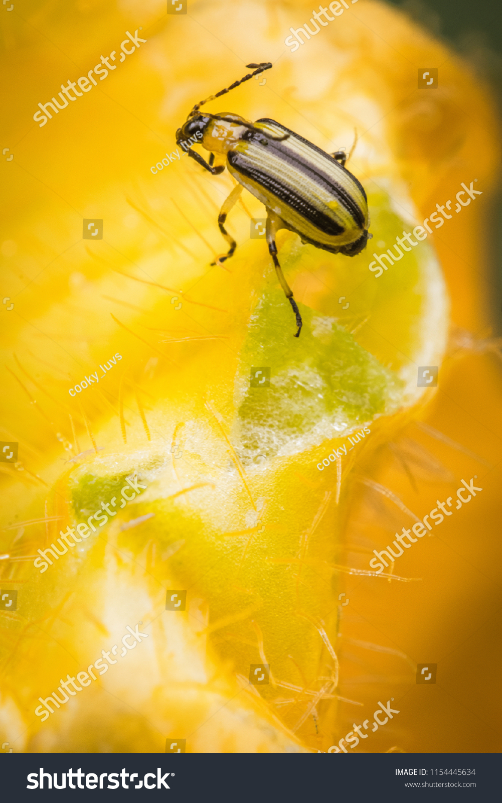 Striped Cucumber Beetle on Pumpkin Flower #1154445634
